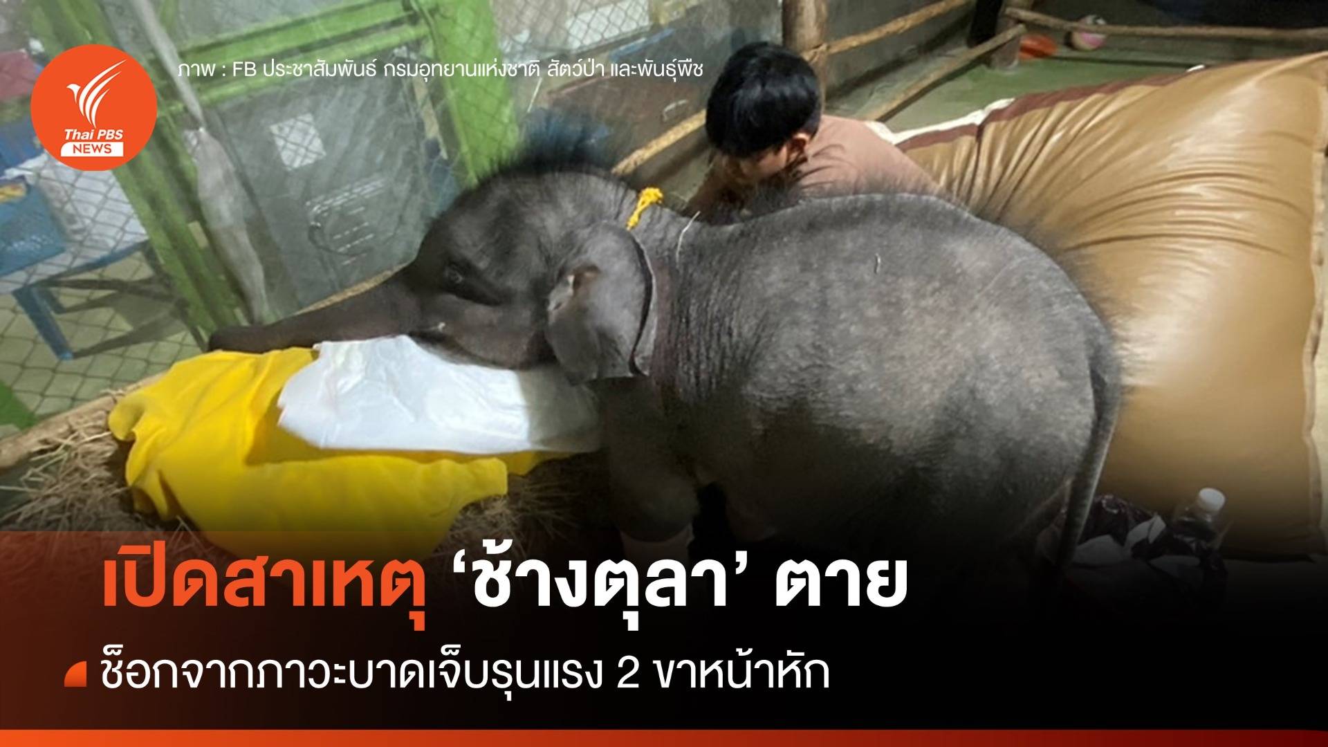 เปิดสาเหตุเบื้องต้น ลูกช้างป่า "ตุลา" ตาย เหตุช็อกจากบาดเจ็บรุนแรง 2 ขาหน้าหัก