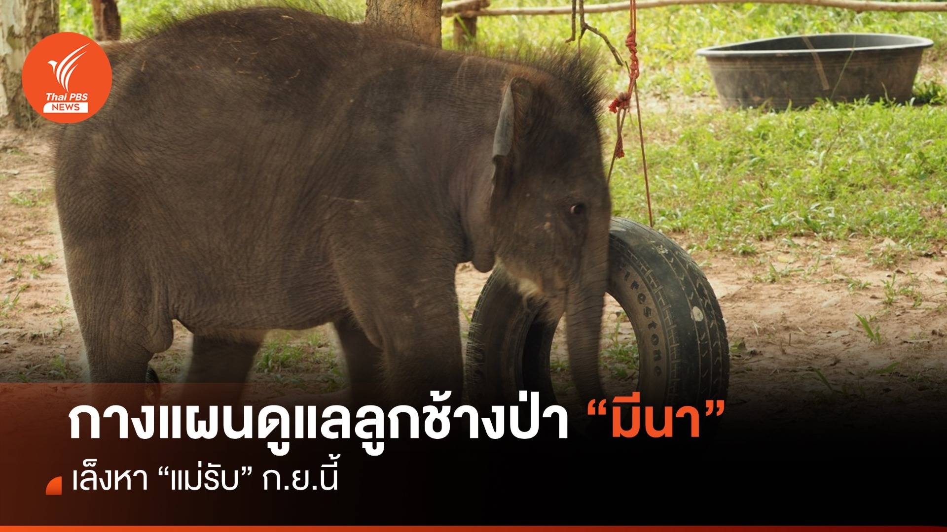 กางแผนดูแลลูกช้างป่า “มีนา” เล็งหา "แม่รับ" ก.ย.นี้