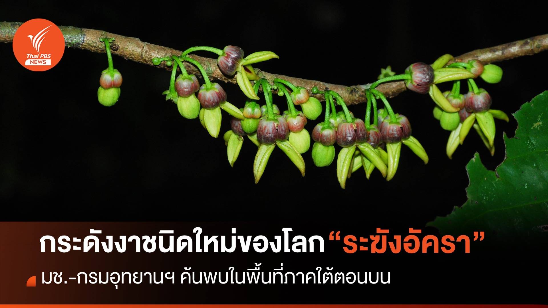 ค้นพบ “ระฆังอัครา” กระดังงาชนิดใหม่ของโลก