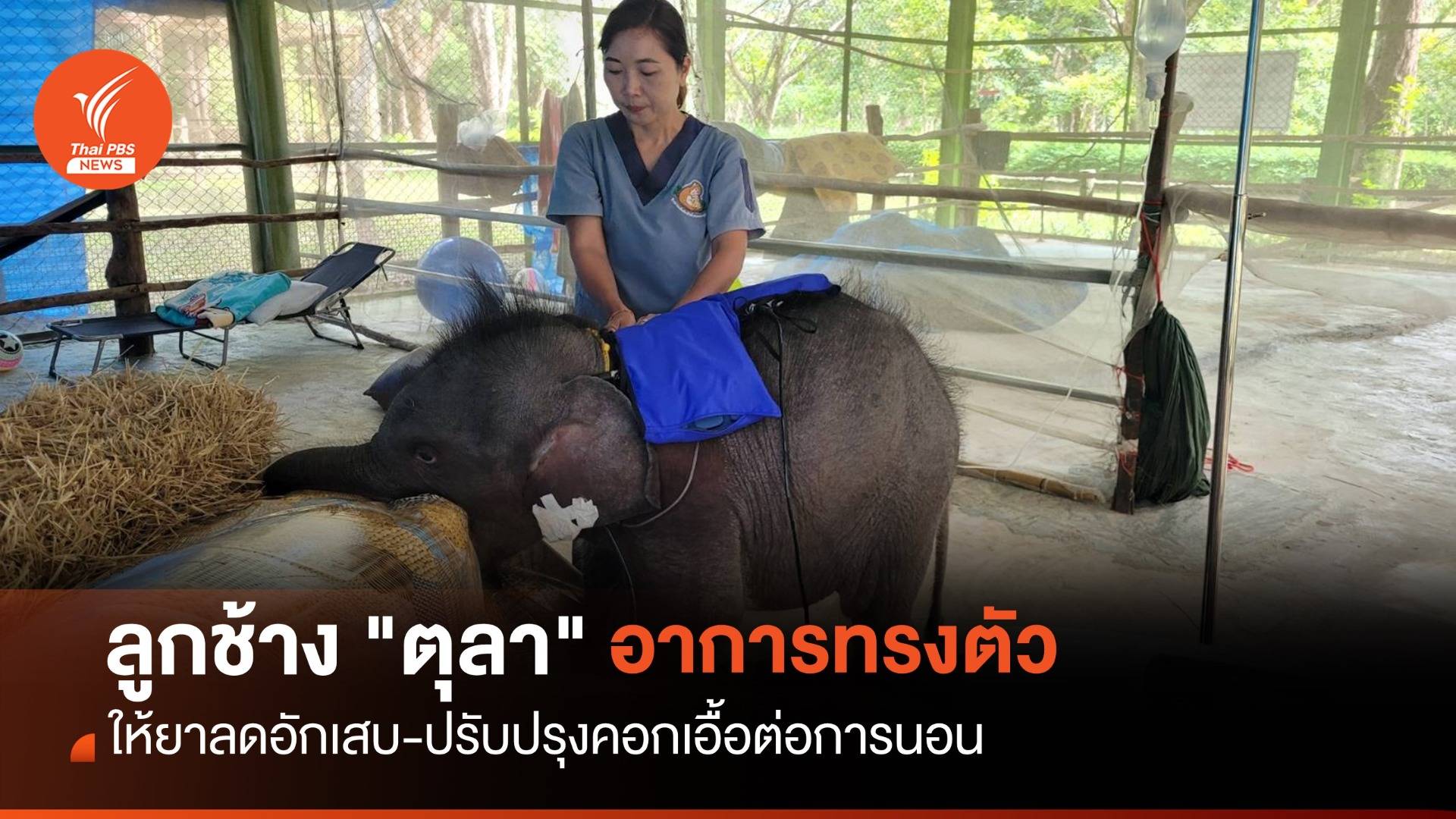 อัปเดตลูกช้าง "ตุลา" ให้ยาลดอักเสบ-ปรับคอกเอื้อการนอน
