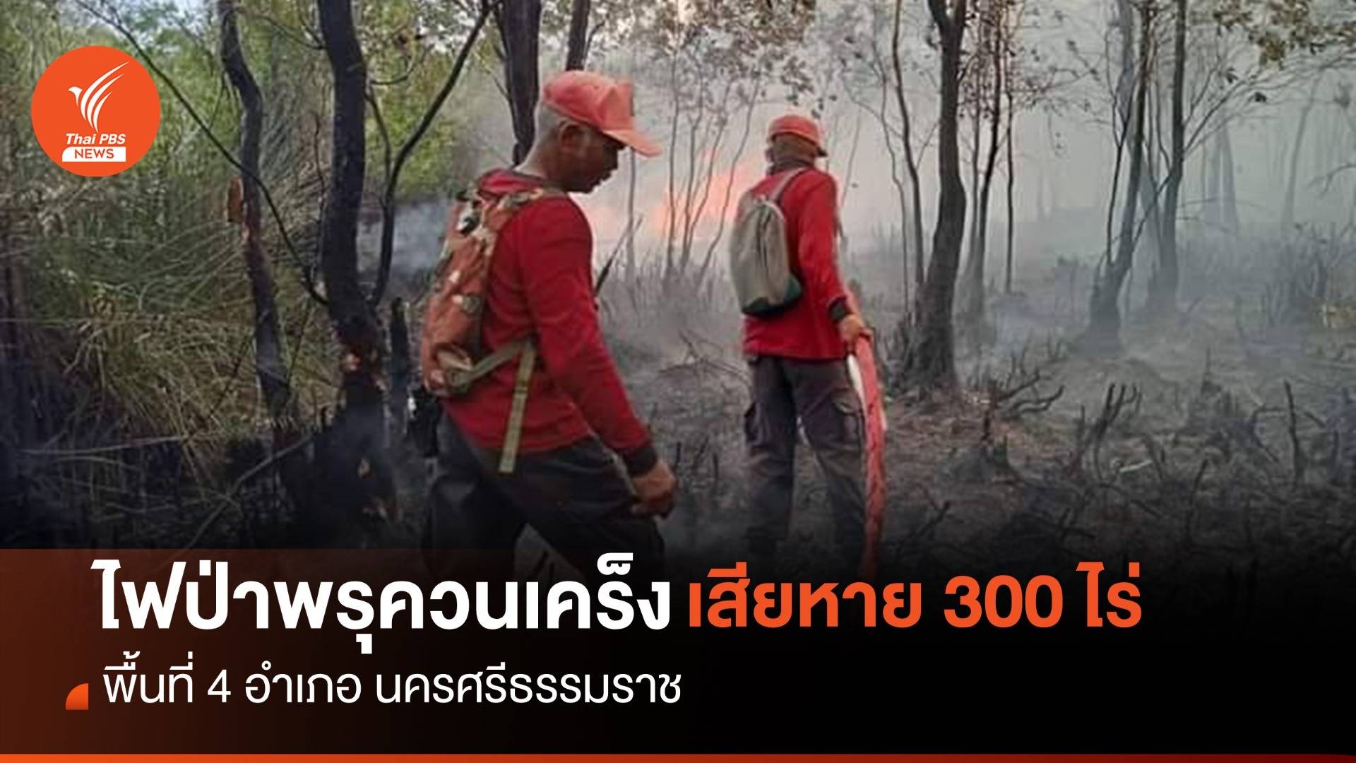 "ไฟป่าพรุควนเคร็ง" 4 อำเภอ นครศรีฯ เสียหาย 300 ไร่