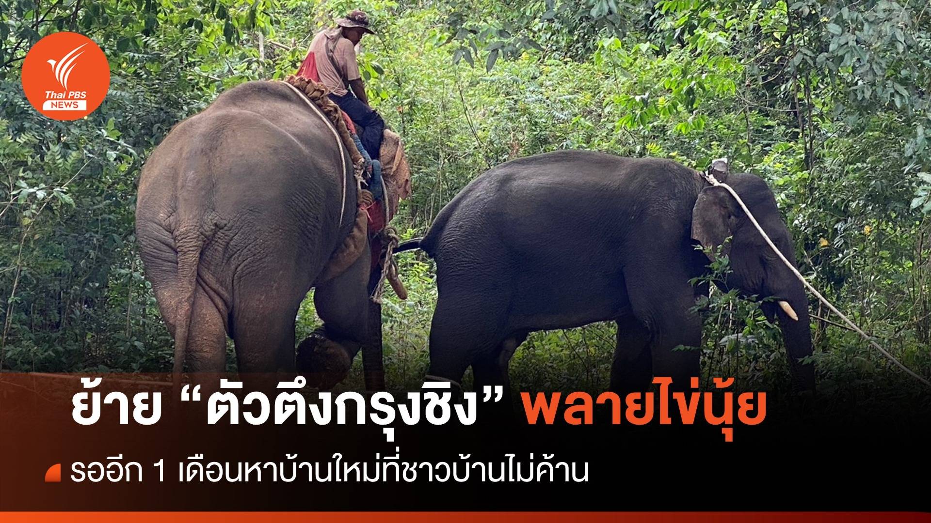 ปฏิบัติการย้าย "พลายไข่นุ้ย" ตัวตึงกรุงชิง-รอบ้านใหม่อีก 1 เดือน