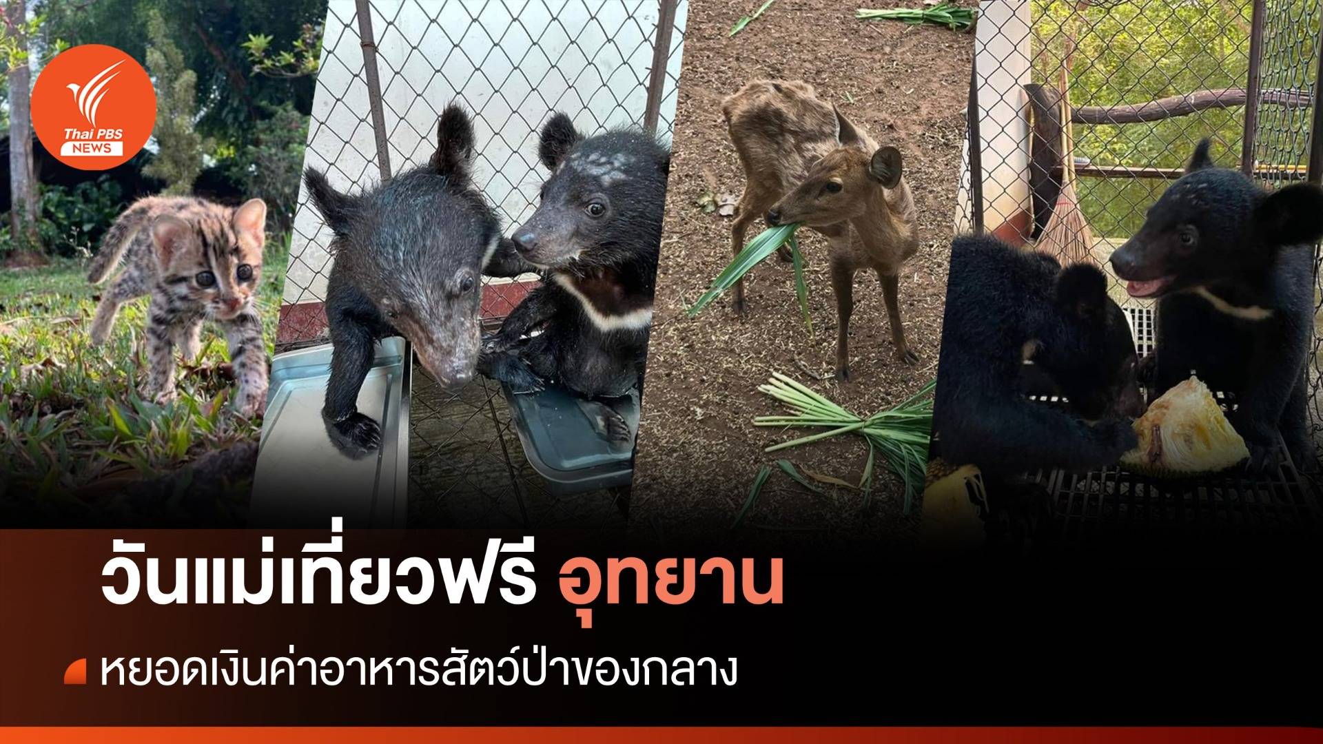 วันแม่เที่ยวฟรีอุทยานฯ หยอดกระปุกซื้ออาหารเลี้ยงสัตว์ป่าของกลาง