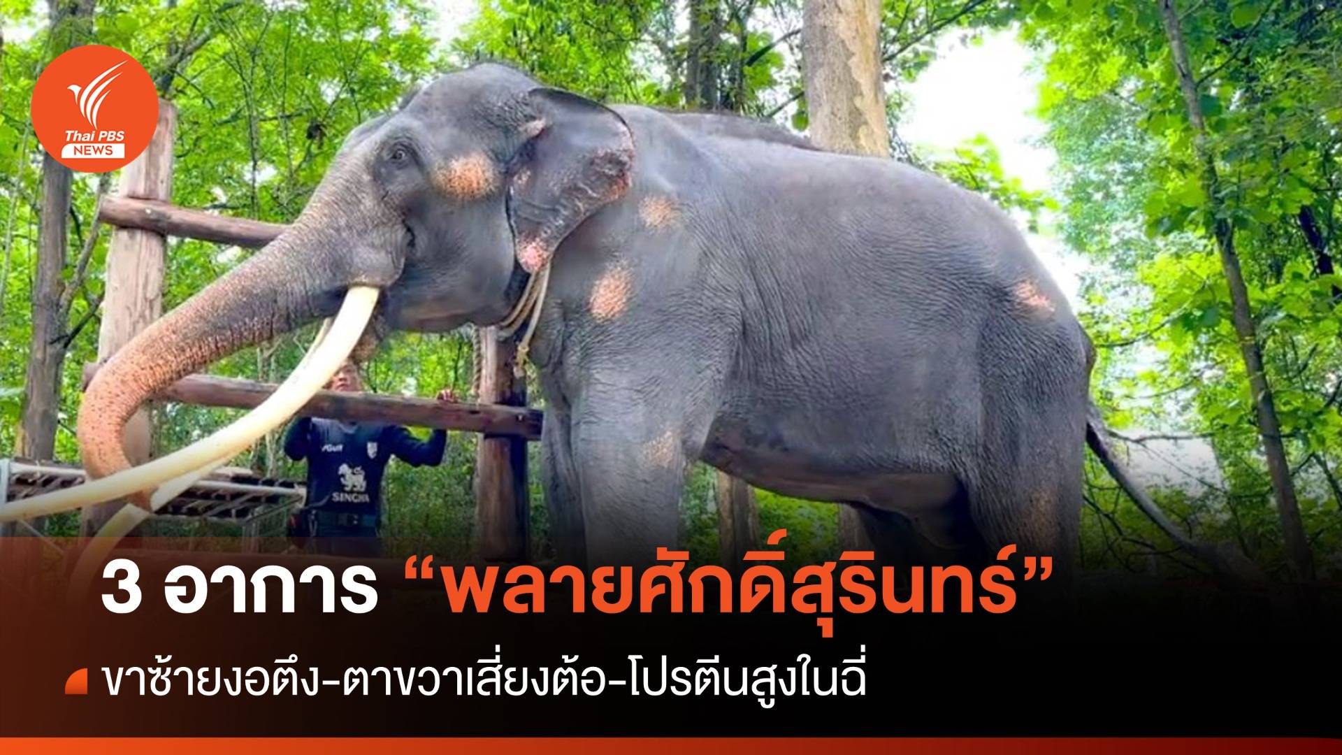 3 อาการ “พลายศักดิ์สุรินทร์” ขาซ้ายงอตึง-ตาขวาเสี่ยงต้อ-โปรตีนสูงในฉี่