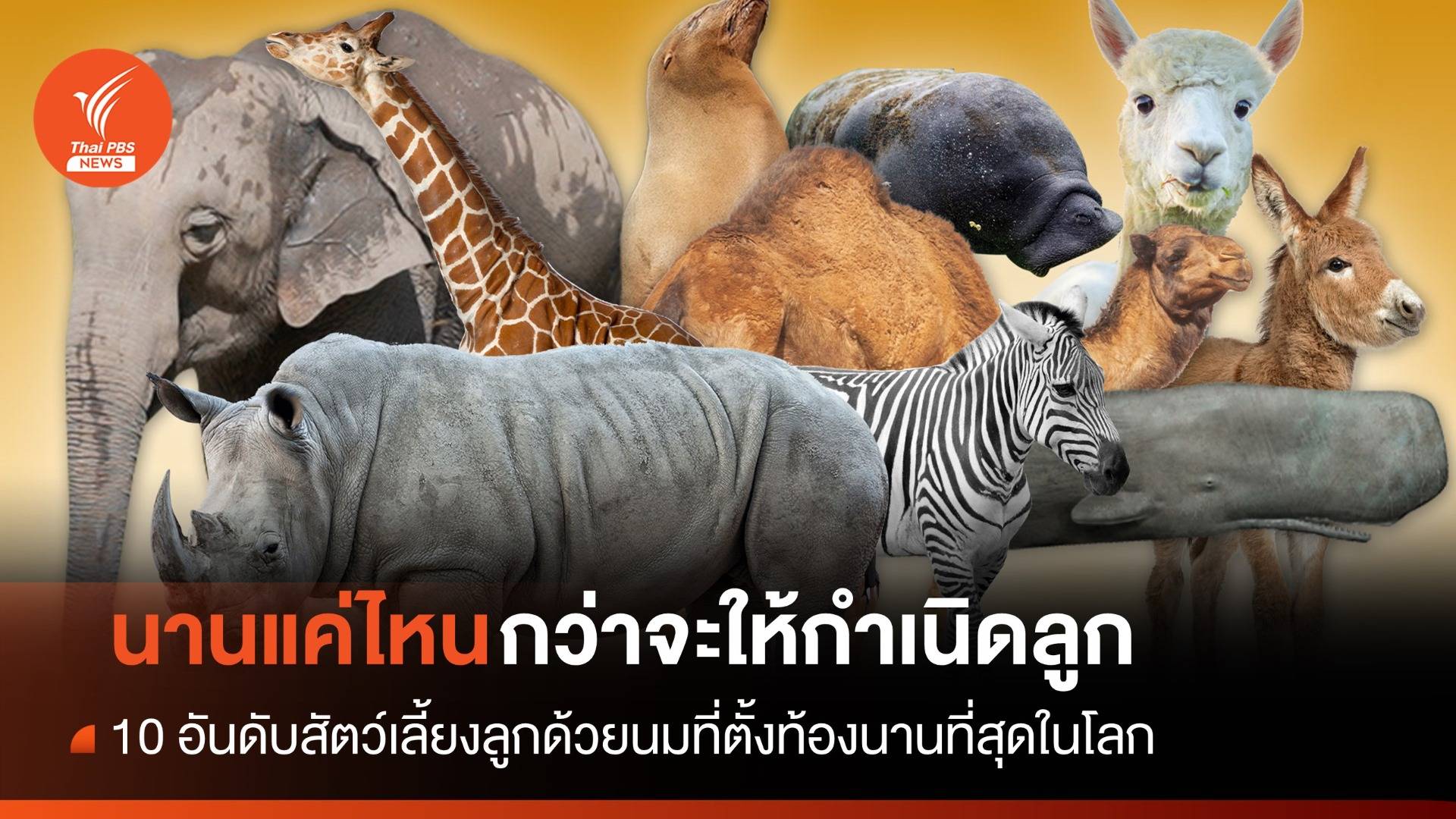 สัตว์เลี้ยงลูกด้วยนมชนิดไหน ตั้งท้องนานที่สุด