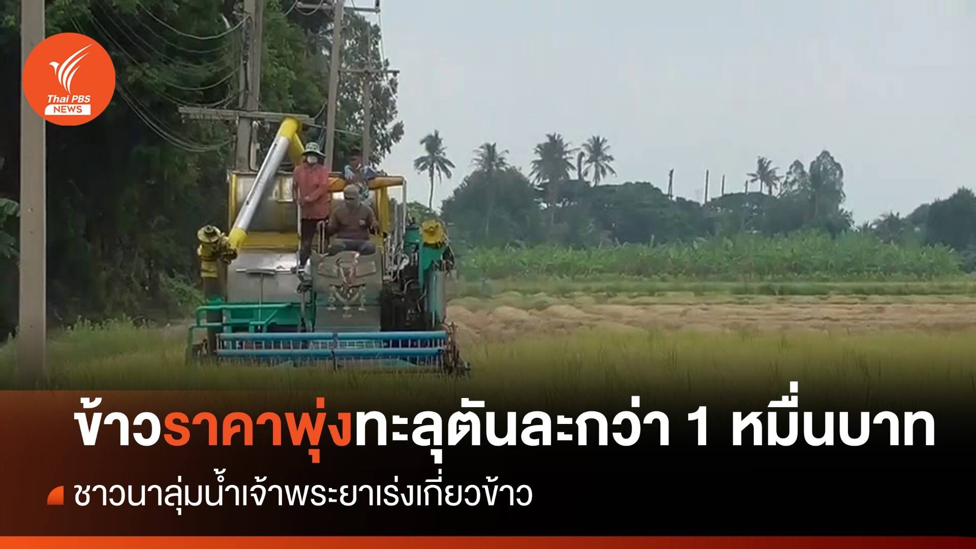 ชาวนาลุ่มน้ำเจ้าพระยาเร่งเกี่ยวข้าว หลังข้าวราคาพุ่งทะลุตันละกว่า 1 หมื่นบาท