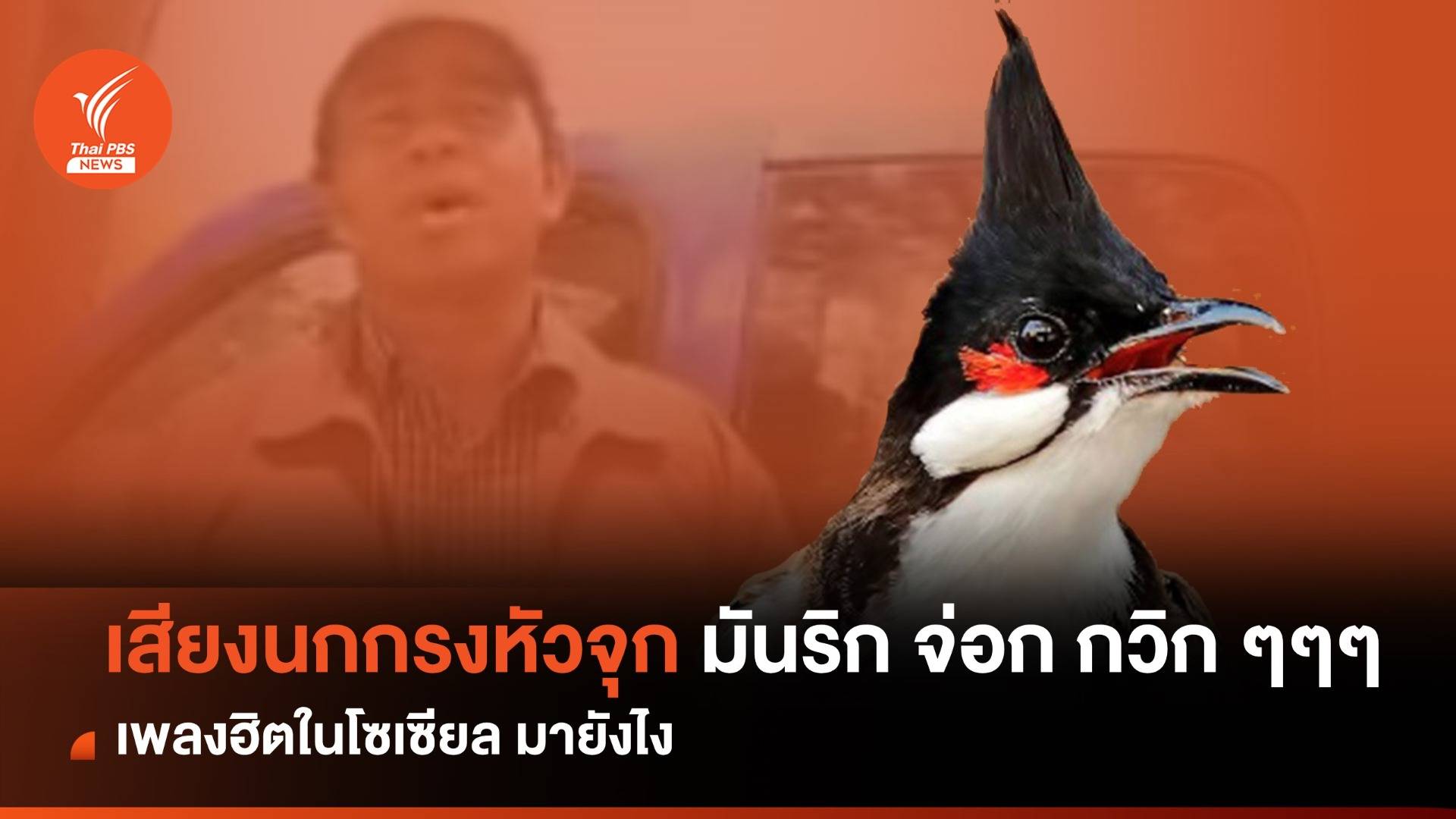 เพลงฮิตโซเชียล "นกกรงหัวจุกมันริก จ่อก กวิก ๆๆๆ