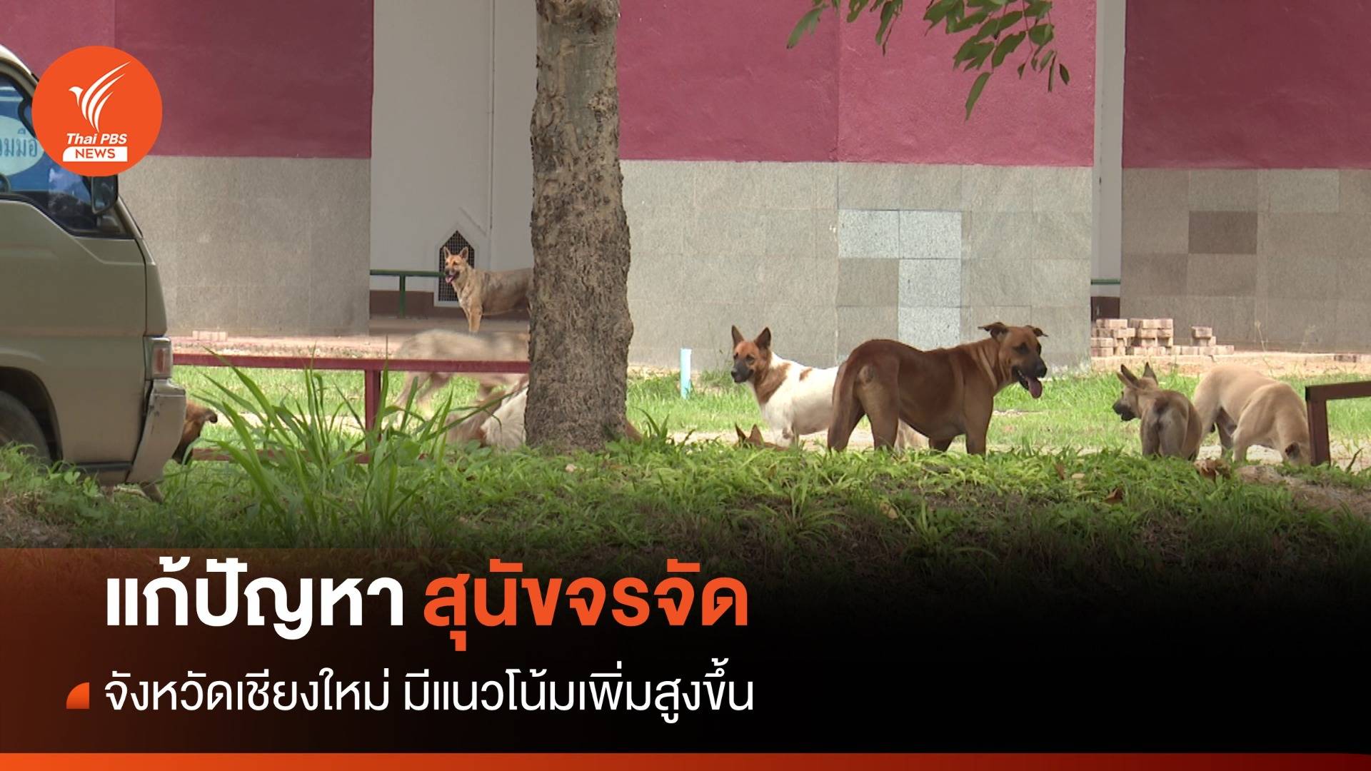 "เตี้ย มช." ดึงคนสนใจ-แก้ปัญหาสุนัขจรจัด จ.เชียงใหม่