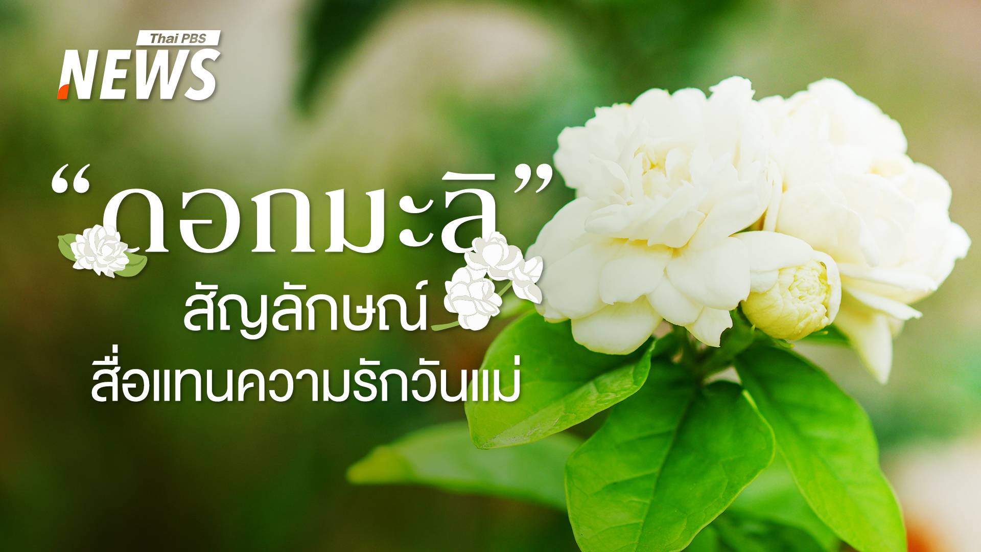 ที่มาที่ไป "ดอกมะลิ" สัญลักษณ์สื่อแทนความรัก - ความกตัญญู วันแม่