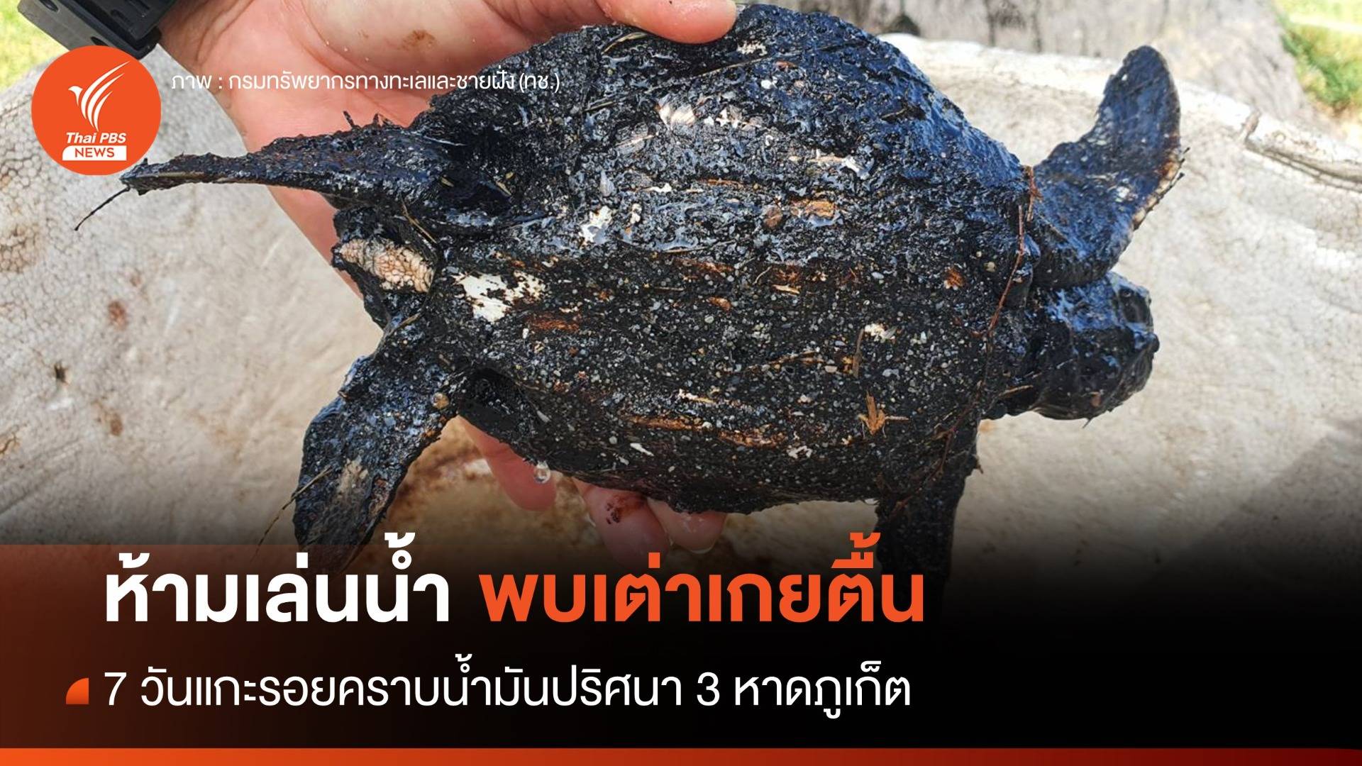 7 วันแกะรอยคราบน้ำมันปริศนา 3 หาดภูเก็ต ห้ามเล่นน้ำ-พบเต่าเกยตื้น