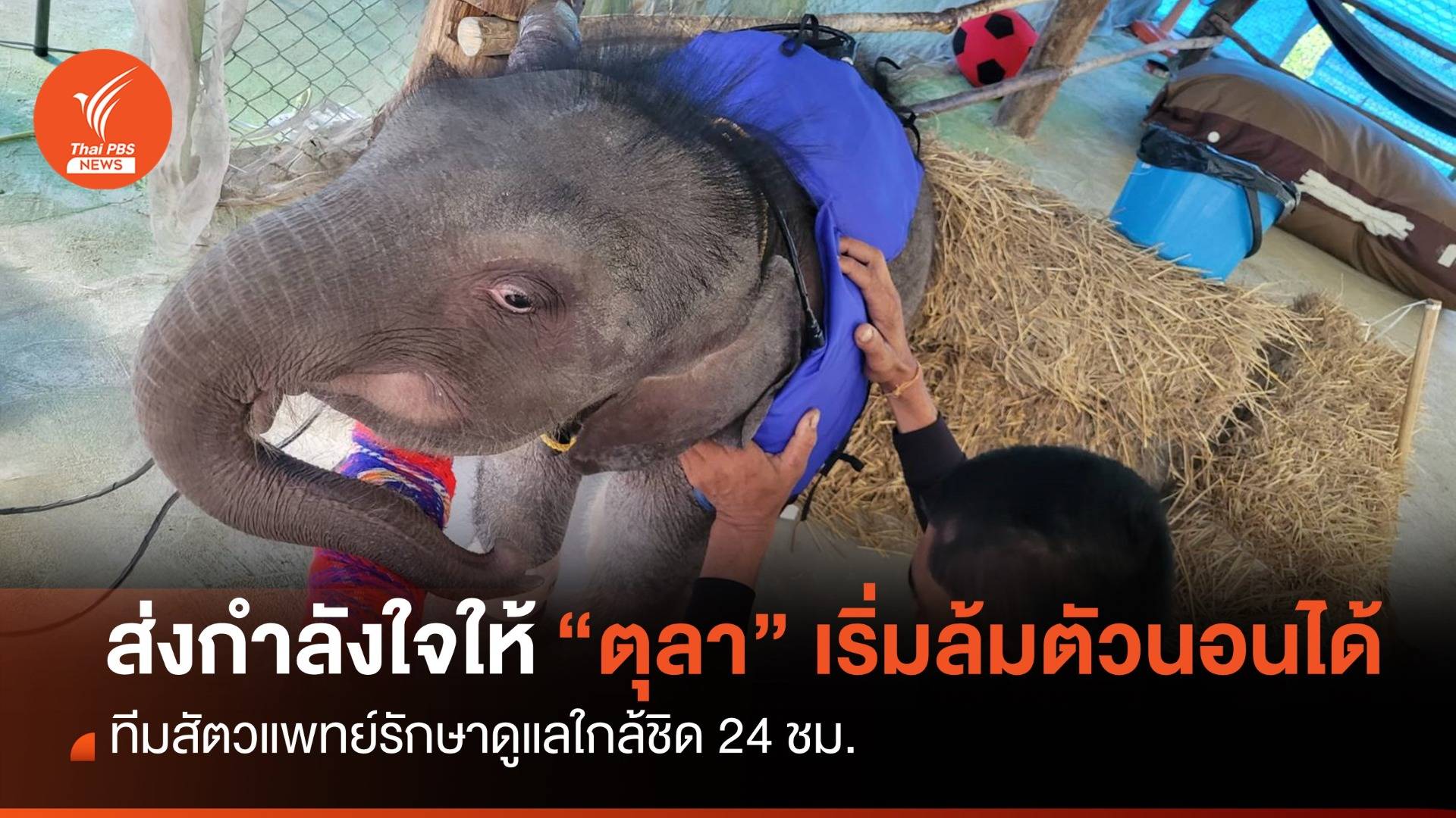 ส่งกำลังใจให้ลูกช้าง "ตุลา" เริ่มล้มตัวนอนได้