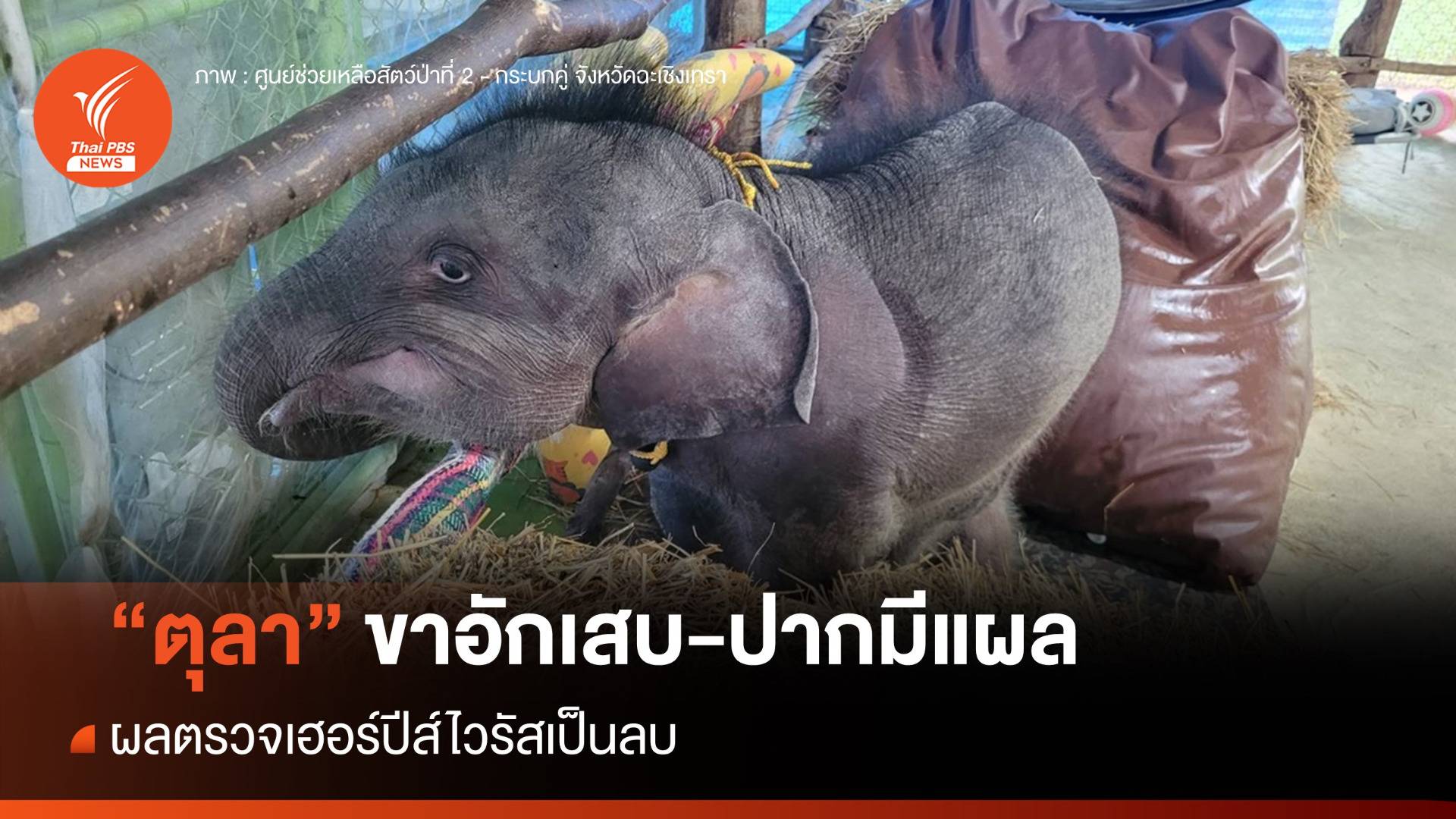 ลูกช้าง "ตุลา" ไม่ล้มตัวนอน-ขาอักเสบ ผลตรวจเฮอร์ปีส์ไวรัสเป็นลบ