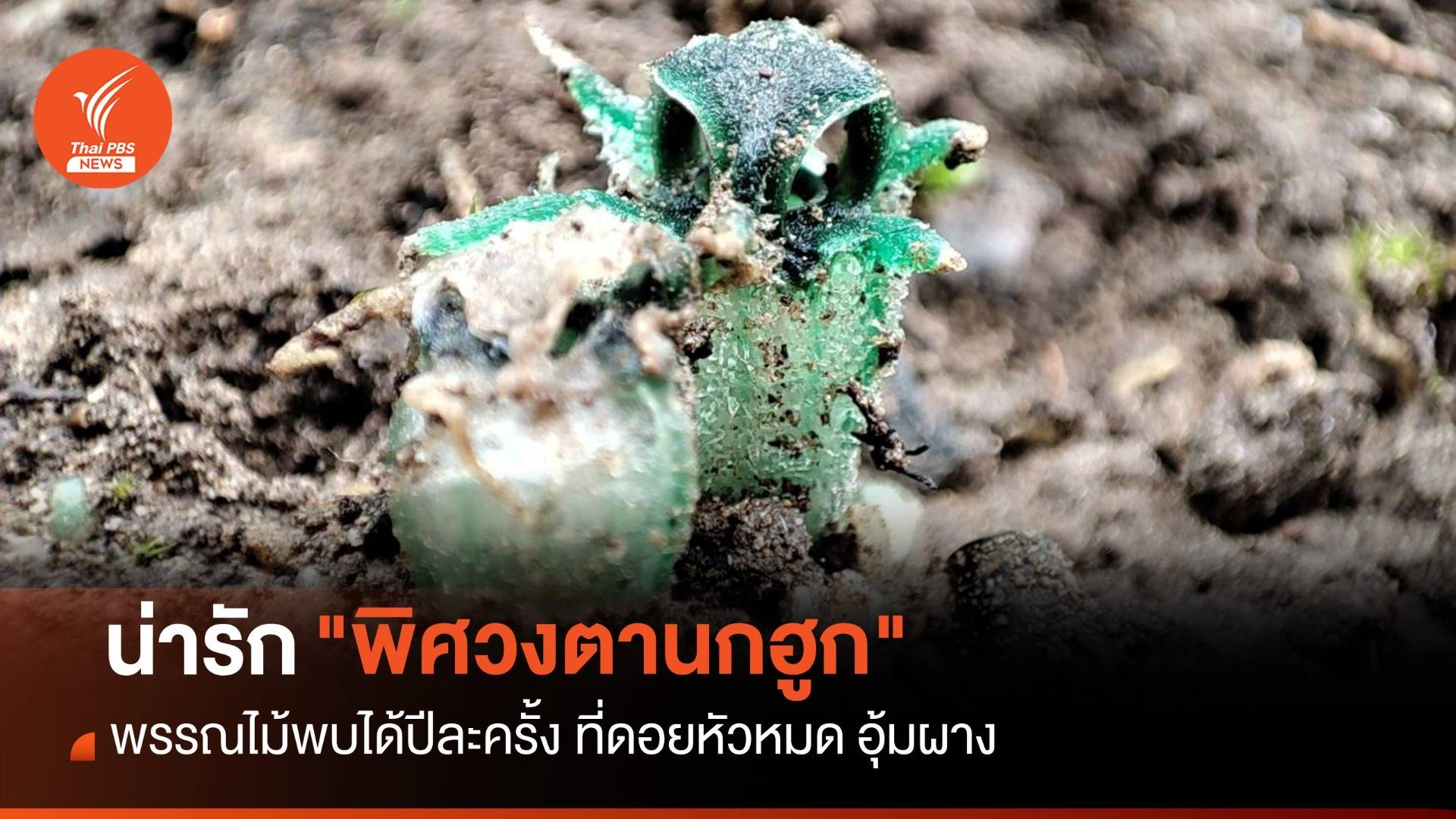 น่ารัก "พิศวงตานกฮูก" พรรณไม้ที่พบเพียงปีละ 1 ครั้ง