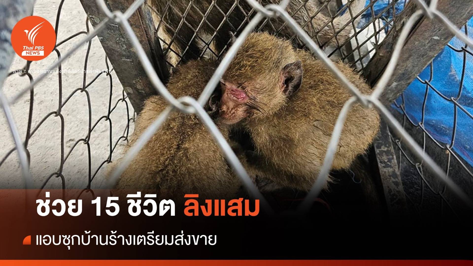 ช่วย 15 ชีวิต "ลิงแสม" พ้นขบวนการลักลอบค้าลิงข้ามชาติ