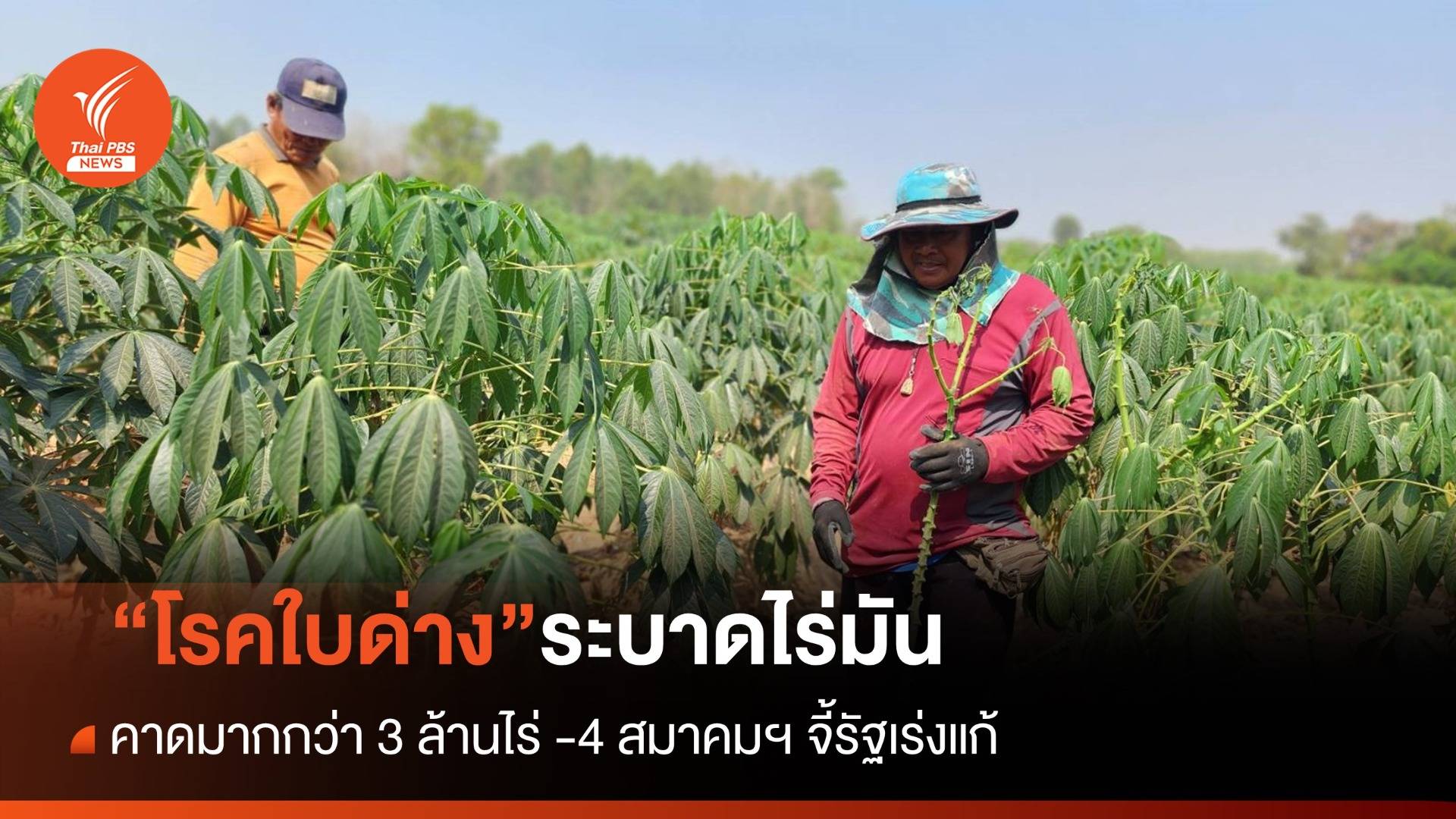 “โรคใบด่าง” มันสำปะหลัง ระบาดหนัก 3 ล้านไร่