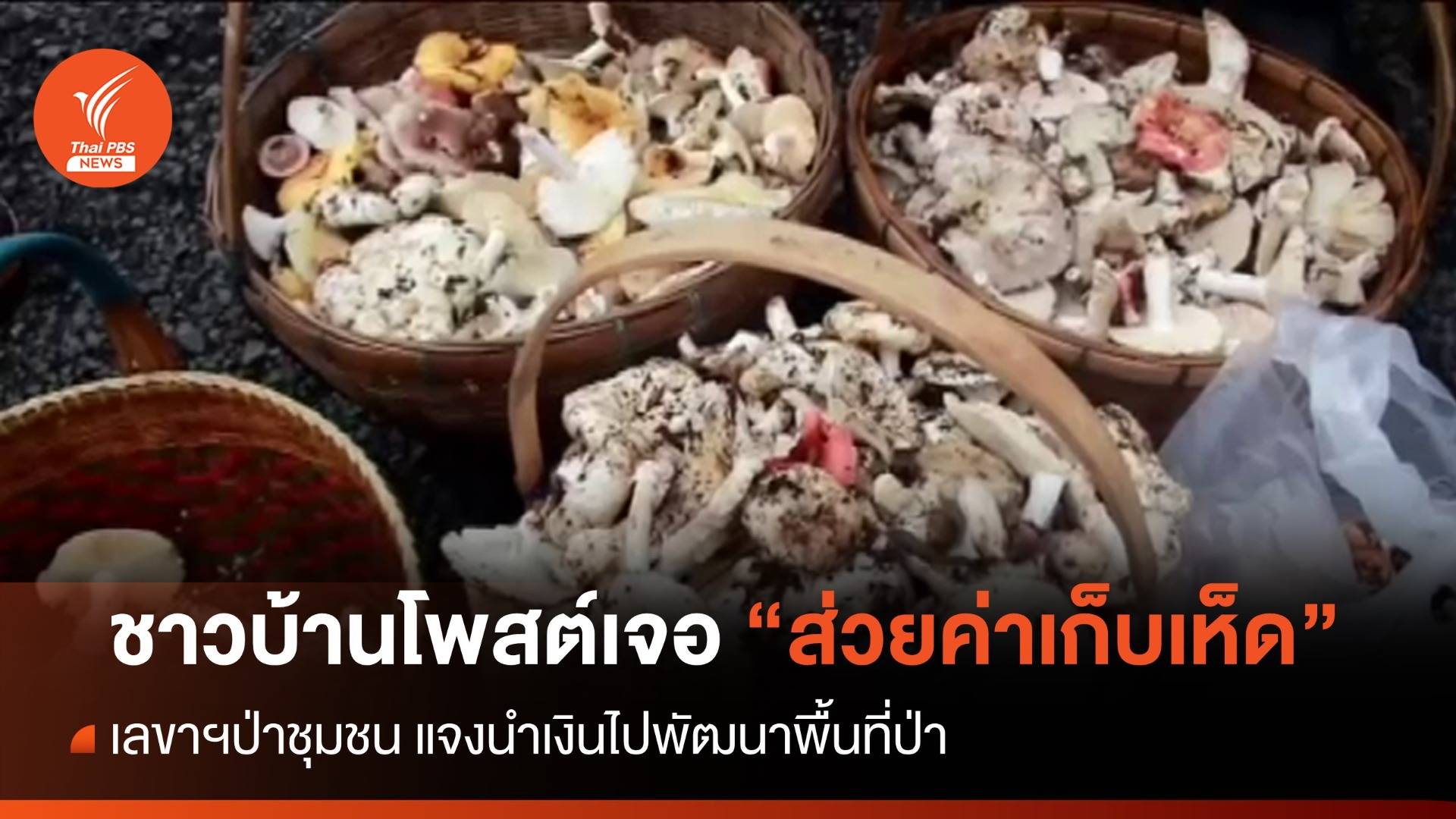 ชาวบ้านโพสต์เจอ "ส่วยค่าเก็บเห็ด" เขาอังคาร จนท.แจงนำเงินไปพัฒนาป่า