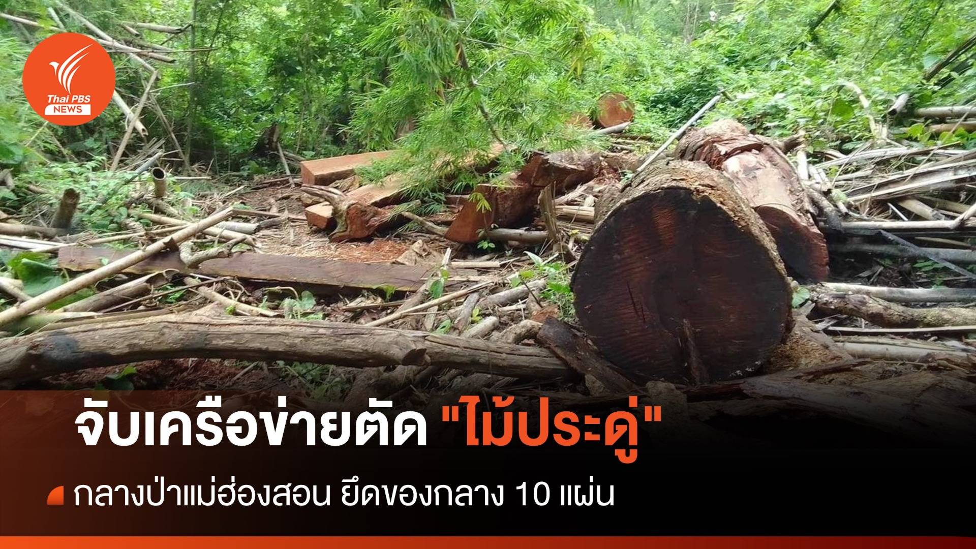 จับเครือข่ายตัด "ไม้ประดู่" กลางป่าแม่ฮ่องสอน ยึดของกลาง 10 แผ่น