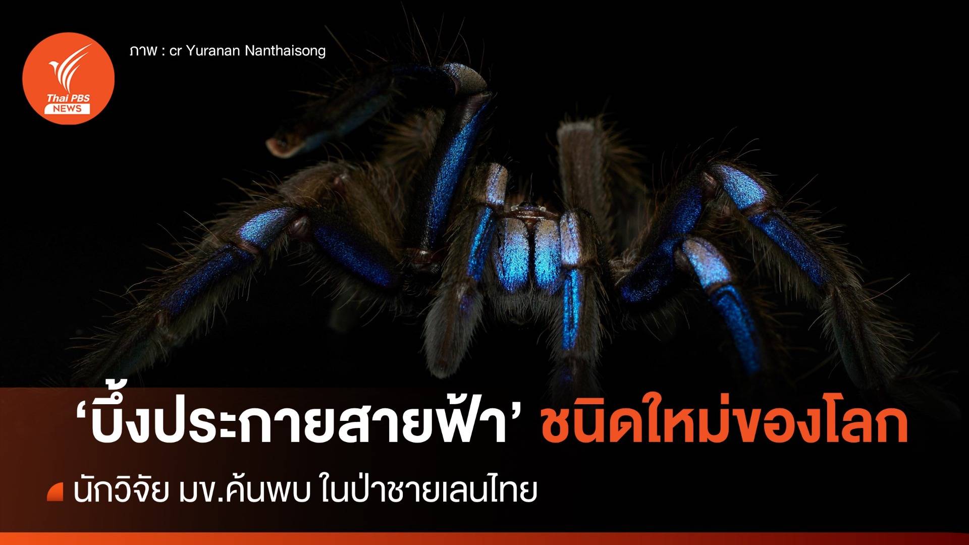 นักวิจัย มข.พบ “บึ้งประกายสายฟ้า” ชนิดใหม่ของโลก ในป่าชายเลนไทย
