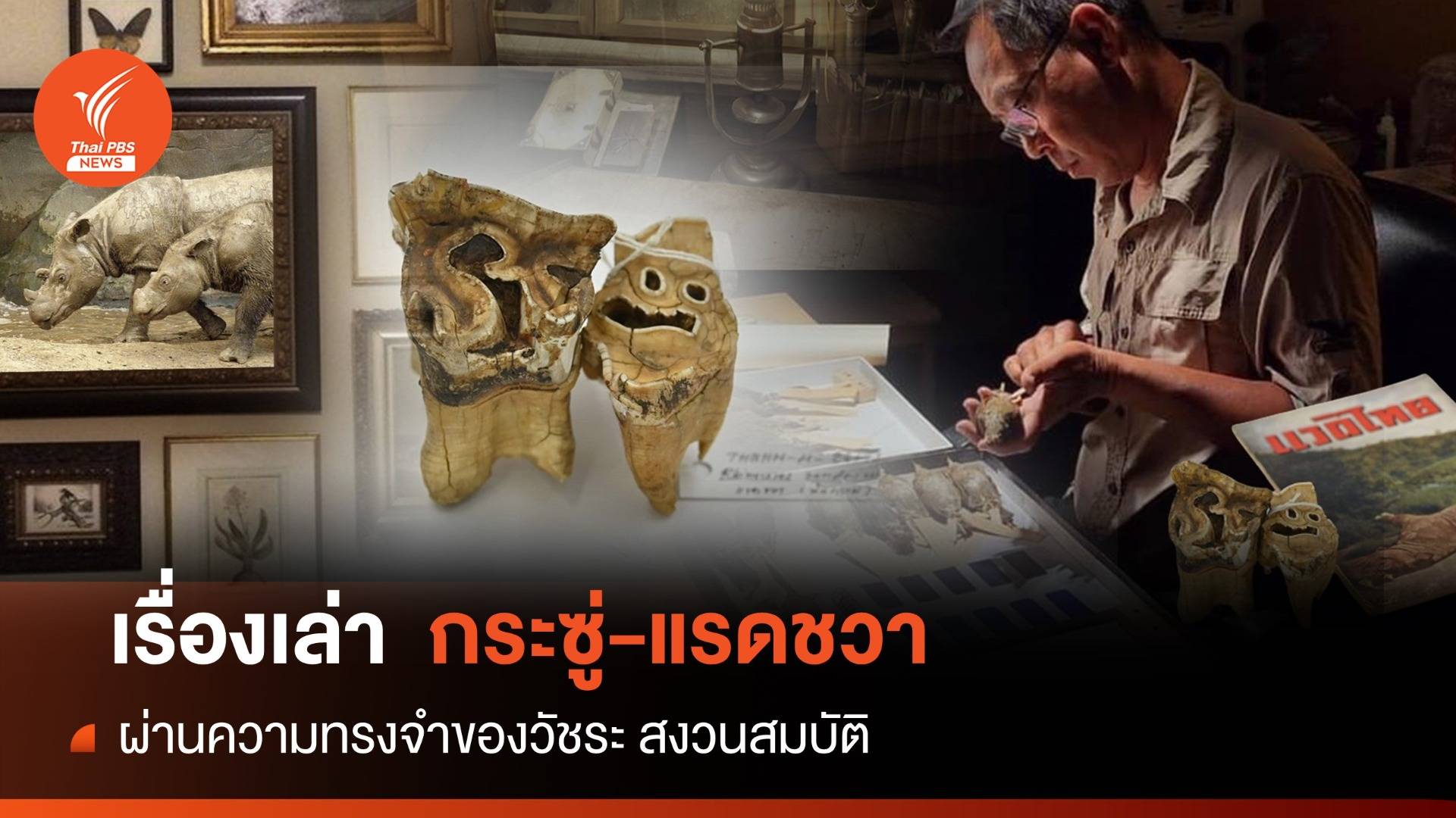 วันอนุรักษ์แรดโลก : "กระซู่-แรดชวา" ความทรงจำ "วัชระ สงวนสมบัติ" นักอนุกรมวิธาน