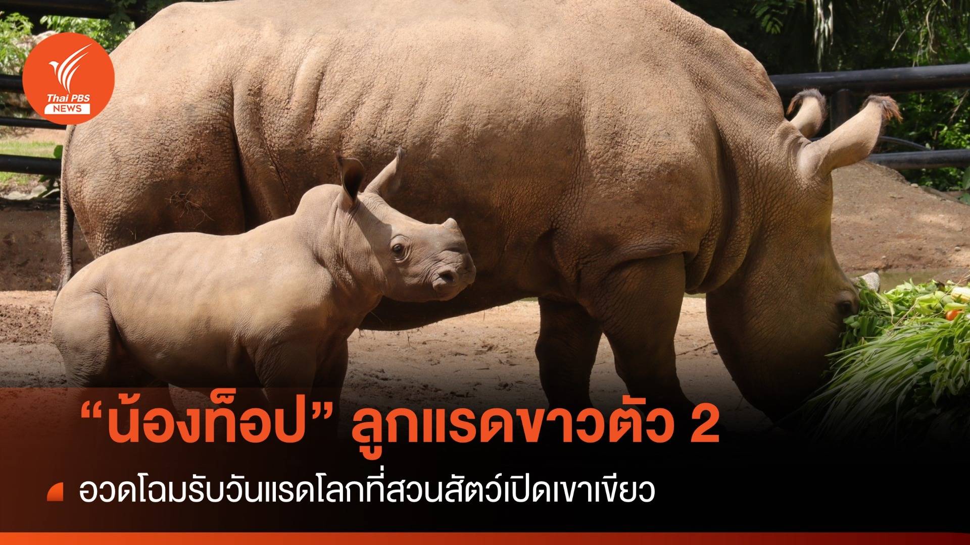 อย่าลืมแรด เปิดตัว "น้องท็อป" ลูกแรดขาวตัวที่ 2 สวนสัตว์เขาเขียว