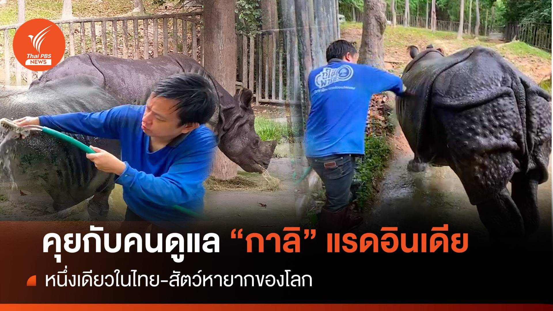 วันแรดโลก : เปิดใจ "เคน" คนเลี้ยง "กาลิ" แรดอินเดียหายากหนึ่งเดียวในไทย