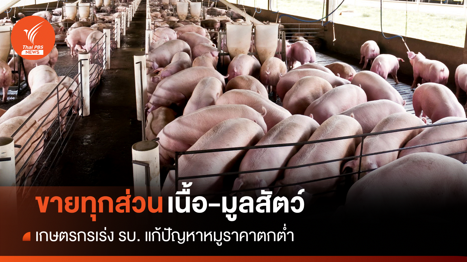 เกษตรกร ขอรัฐบาลเร่งแก้ปัญหาหมูราคาตก-ลดราคาอาหารสัตว์