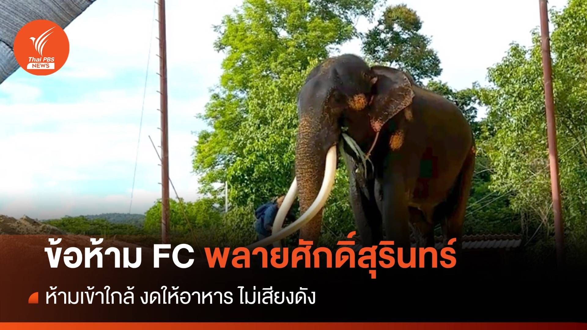 เปิดข้อห้าม! FC เยี่ยม "พลายศักดิ์สุรินทร์" ห้ามใกล้รั้ว-ห้ามให้อาหาร-เสียงดัง