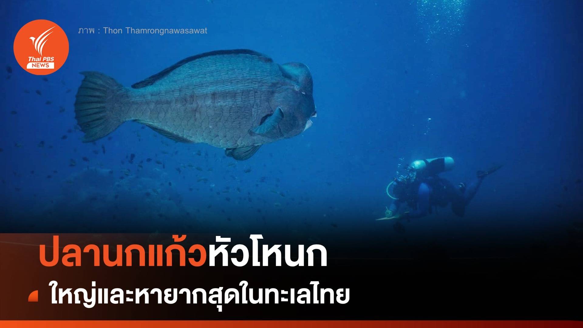 เปิดภาพ "ปลานกแก้วหัวโหนก" ใหญ่ - หายากสุดในทะเลไทย