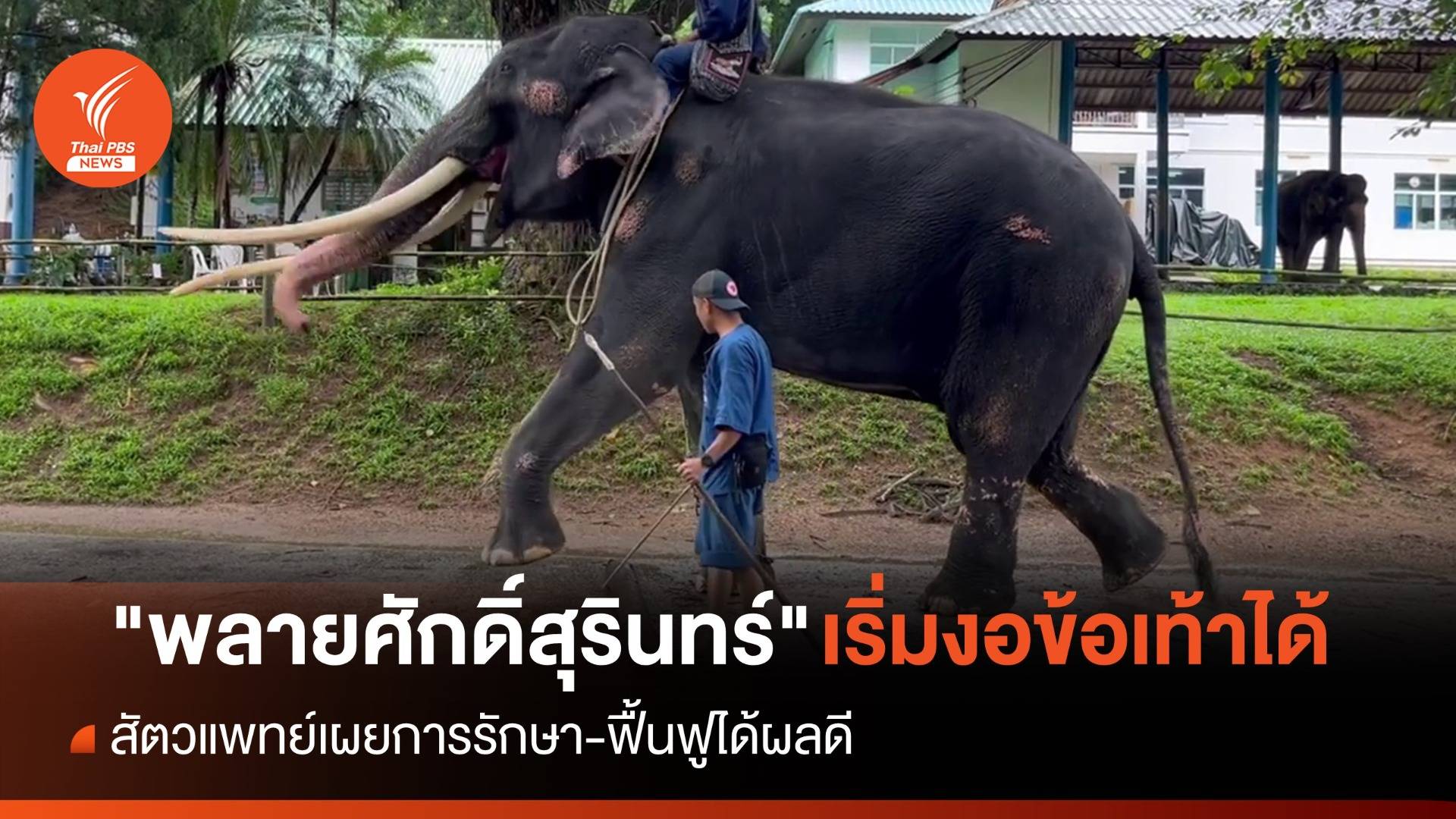 ฟื้นฟู-รักษาได้ผลดี "พลายศักดิ์สุรินทร์" เริ่มงอข้อเท้าได้