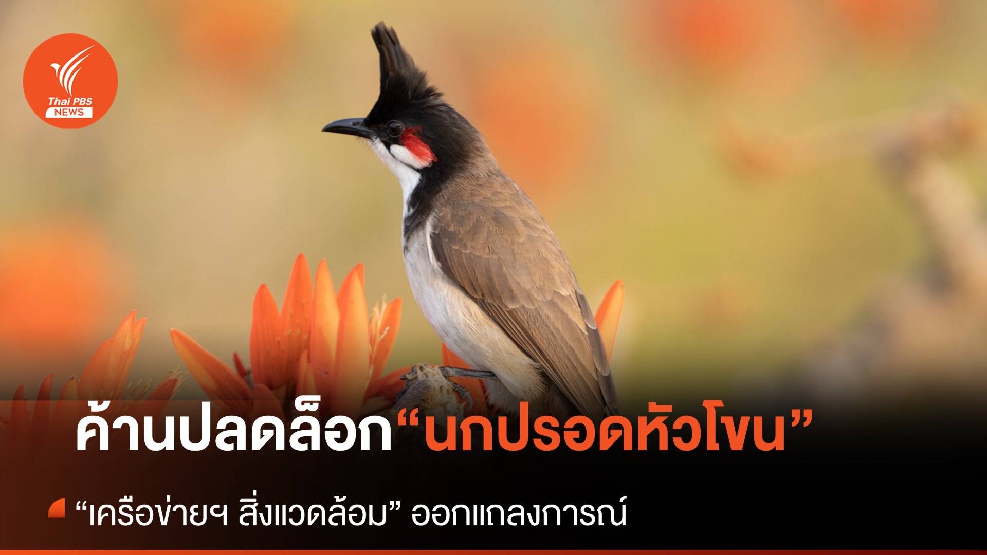 เครือข่ายฯ ด้านสิ่งแวดล้อม ไม่เห็นด้วย ปลด “นกปรอดหัวโขน” ออกจากบัญชีสัตว์ป่าคุ้มครอง