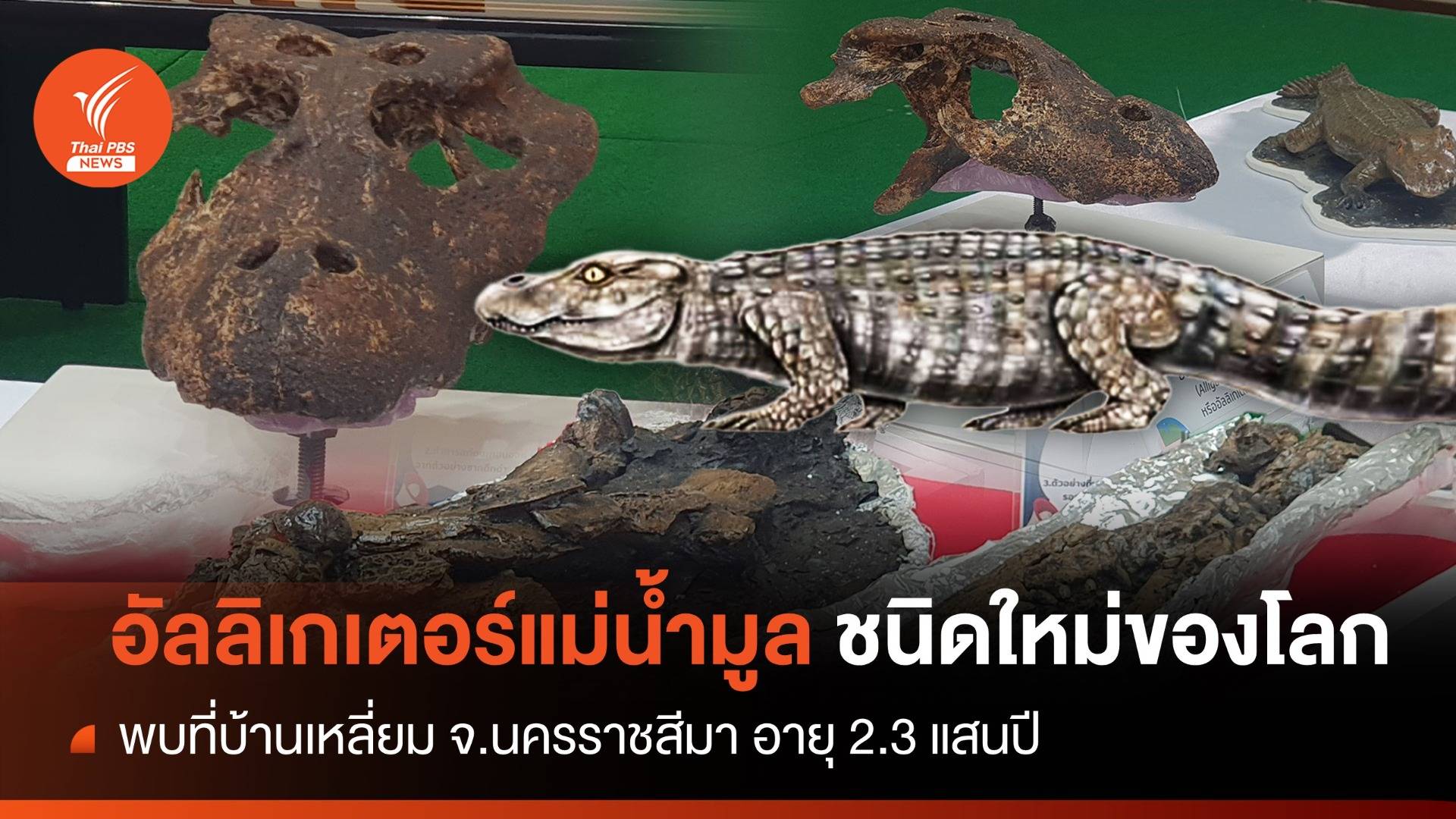 ฮือฮา "อัลลิเกเตอร์แม่น้ำมูล" อายุ 2.3 แสนปี ชนิดใหม่ของโลกในไทย