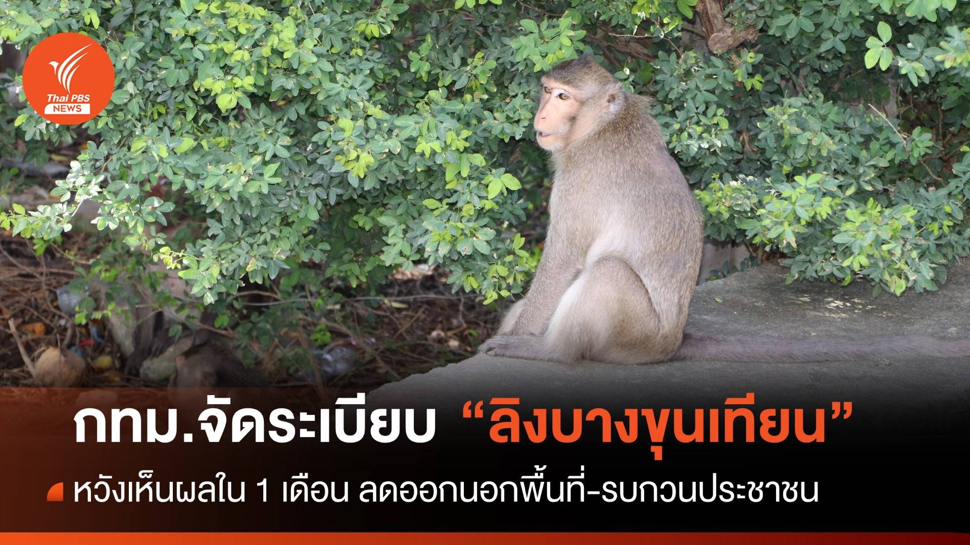 กทม.เร่งจัดระเบียบ "ลิงแสม" บางขุนเทียน หวังเห็นผลใน 1 เดือน