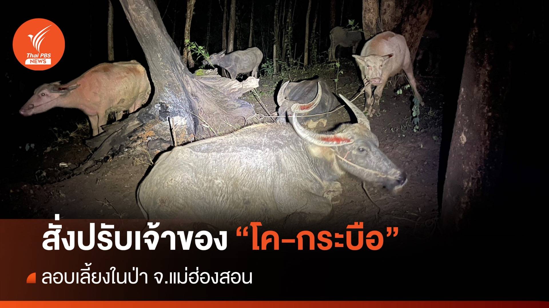 สั่งปรับเจ้าของ "โค-กระบือ 20 ตัว" ลอบเลี้ยงในป่าแม่ฮ่องสอน