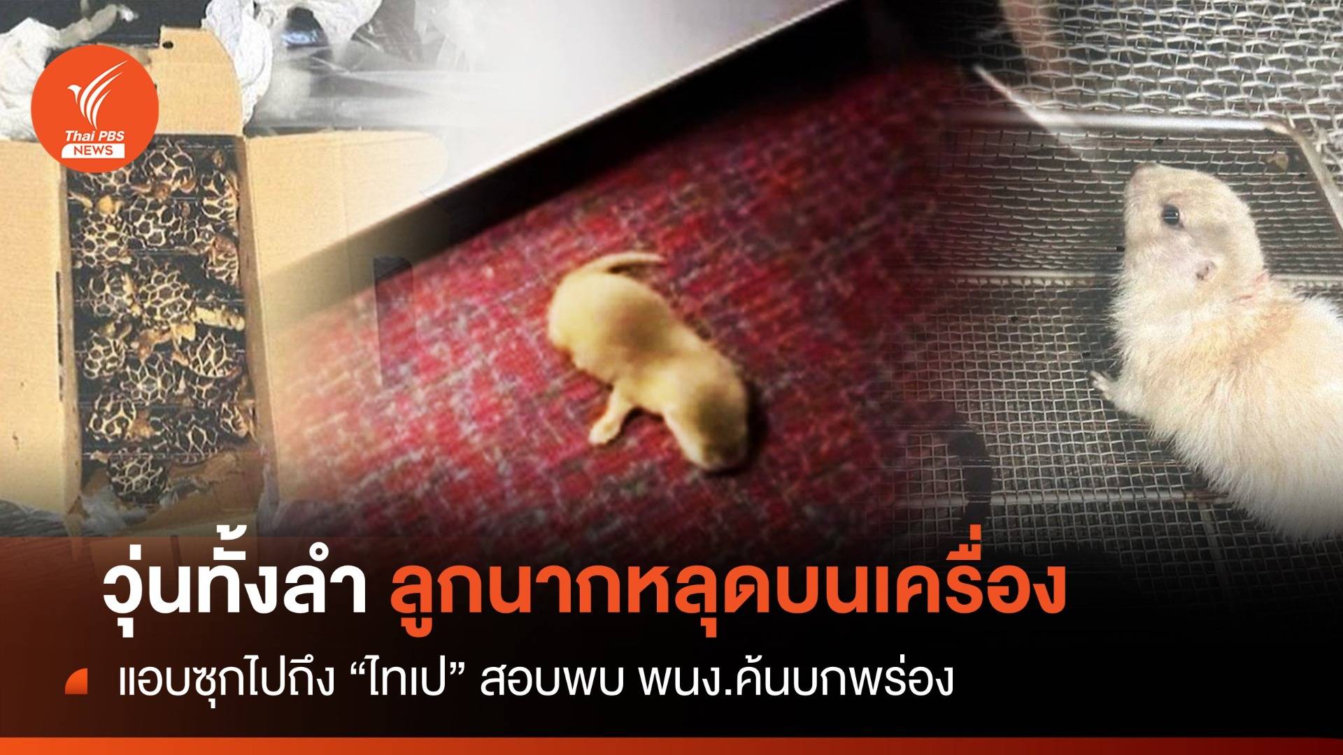วุ่นทั้งลำ! ซุก "ลูกนากเล็บสั้น" หลุดบนเครื่องบินไทยเวียตเจ็ท