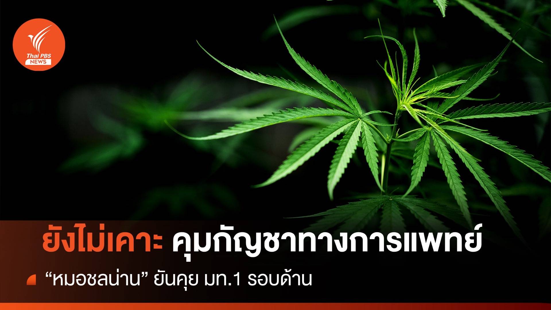 "หมอชลน่าน" เล็งคุยมท.1 หารือคุมกัญชาทางการแพทย์