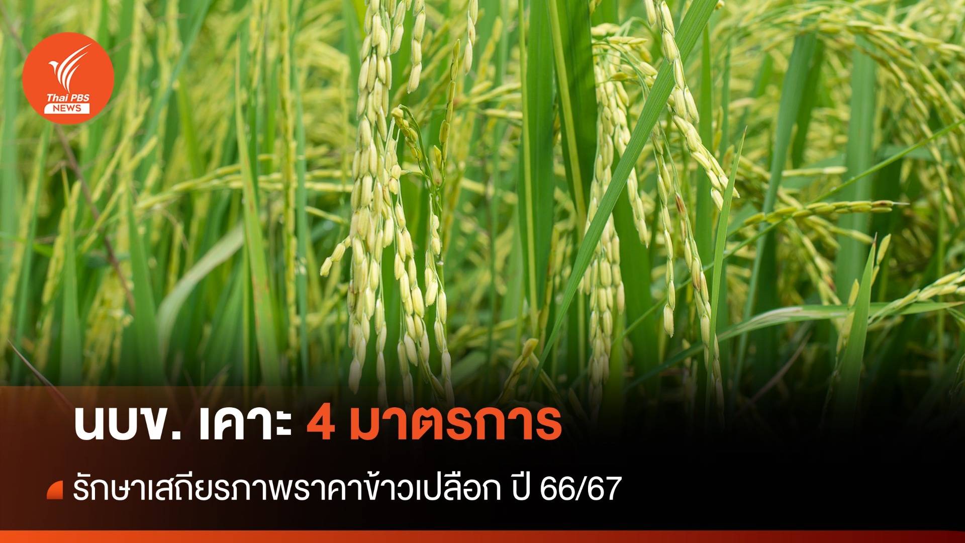 นบข.เคาะ 4 มาตรการ รักษาเสถียรภาพราคาข้าวเปลือก ปี 66/67