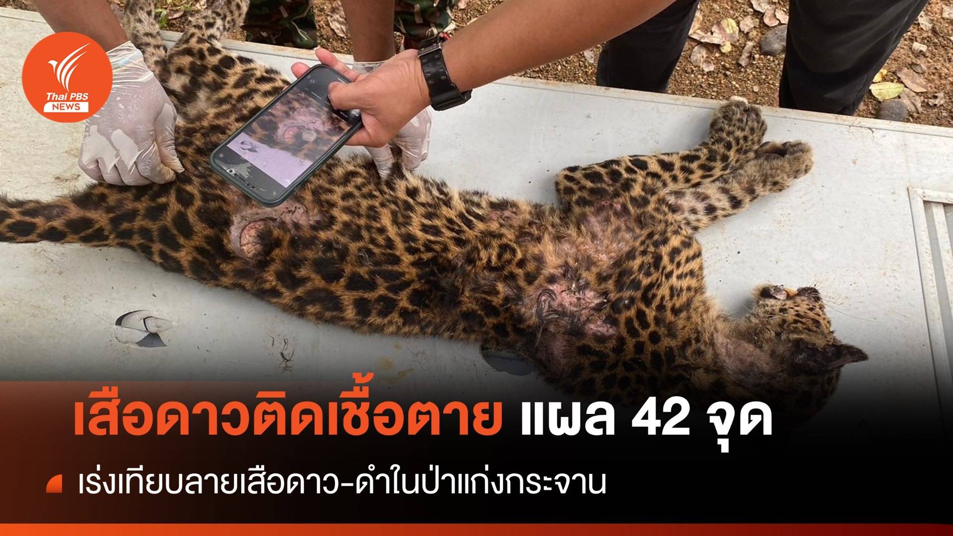 "เสือดาวแก่งกระจาน" พบบาดแผล 42 จุดติดเชื้อตาย-ขาดอาหาร