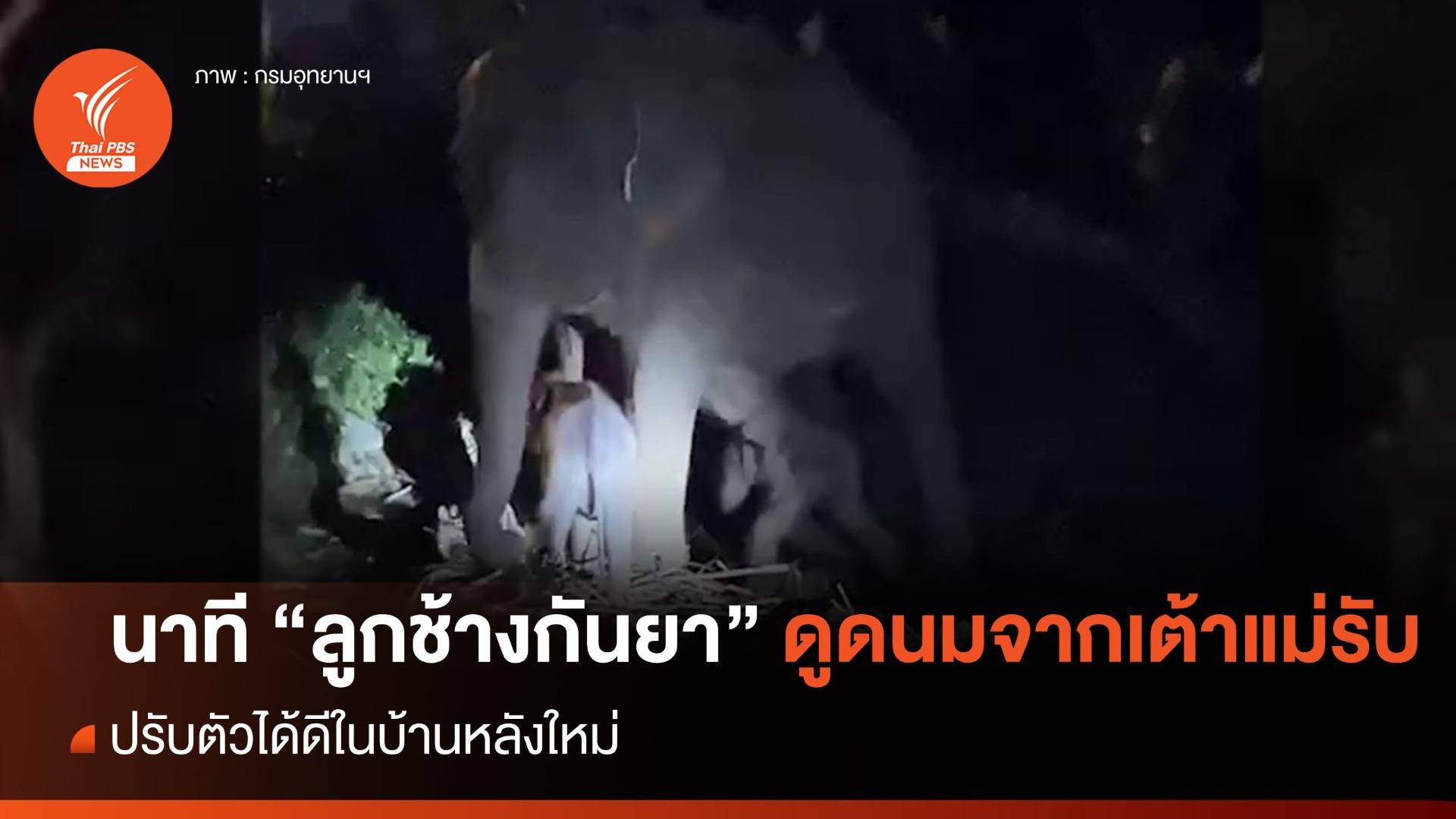 นาทีประทับใจ ลูกช้าง "กันยา" ดูดนมจากเต้า "แม่รับวันดี"