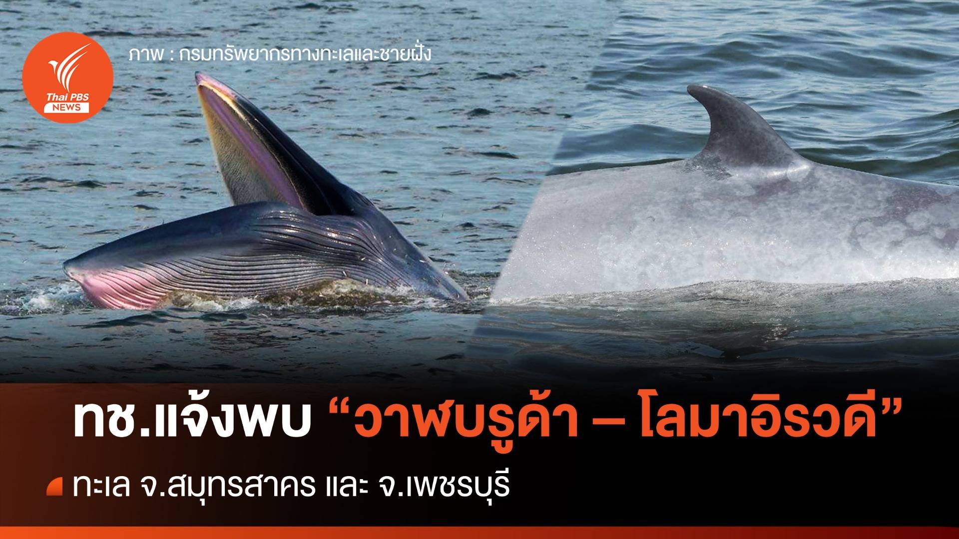 ทช.พบ "วาฬบรูด้า - โลมาอิรวดี" ทะเล "สมุทรสาคร-เพชรบุรี"