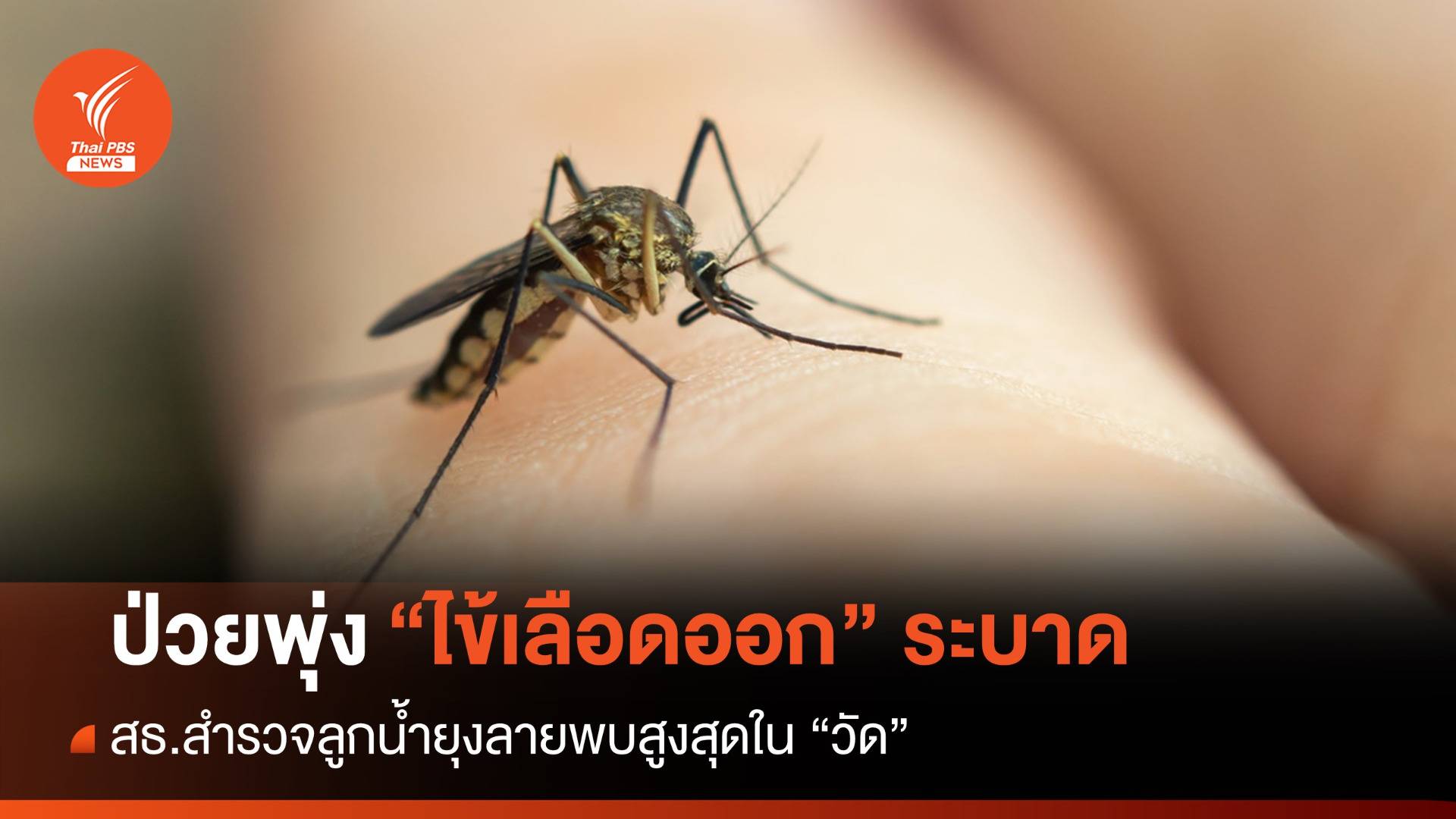 เกือบทั้งปีป่วย "ไข้เลือดออก" 1.2 แสนคน พบลูกน้ำยุงลายสูงสุดในวัด