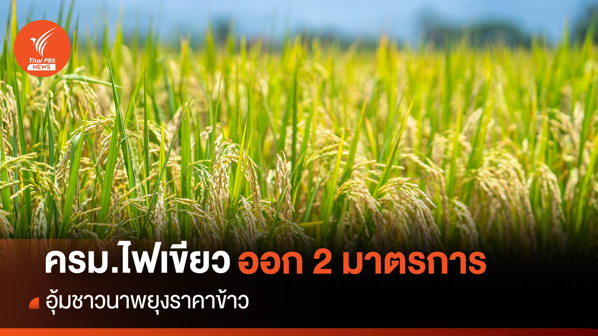 ครม.ไฟเขียวออก 2 มาตรการอุ้มชาวนาพยุงราคาข้าว