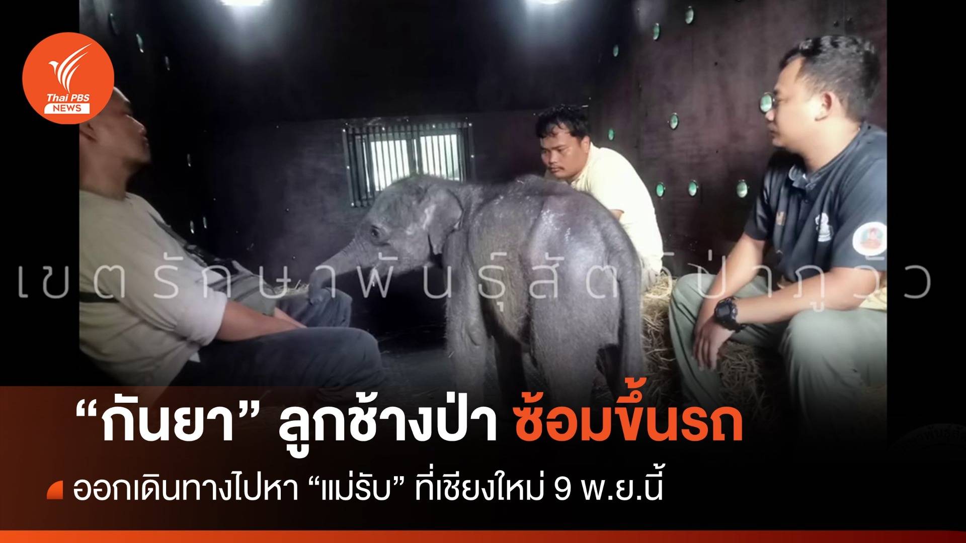 เคลื่อนย้ายลูกช้าง "กันยา" ไปหาแม่รับที่เชียงใหม่ ดีเดย์ 9 พ.ย.นี้