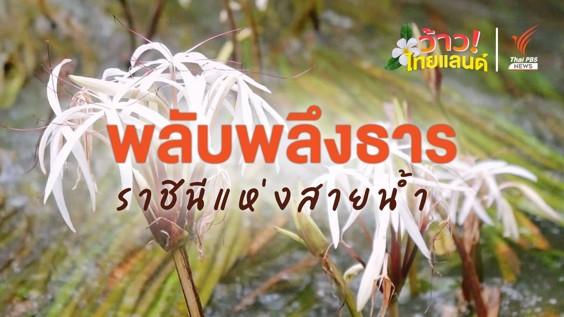 ฟื้น“พลับพลึงธาร” ราชินีแห่งสายน้ำกลางชุมชน จ.ระนอง พืชหายากใกล้สูญพันธุ์