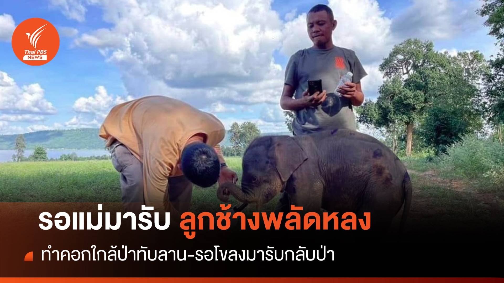 รอแม่มารับ! ลูกช้างป่าทับลาน 1 เดือนพลัดหลงสภาพอิดโรย