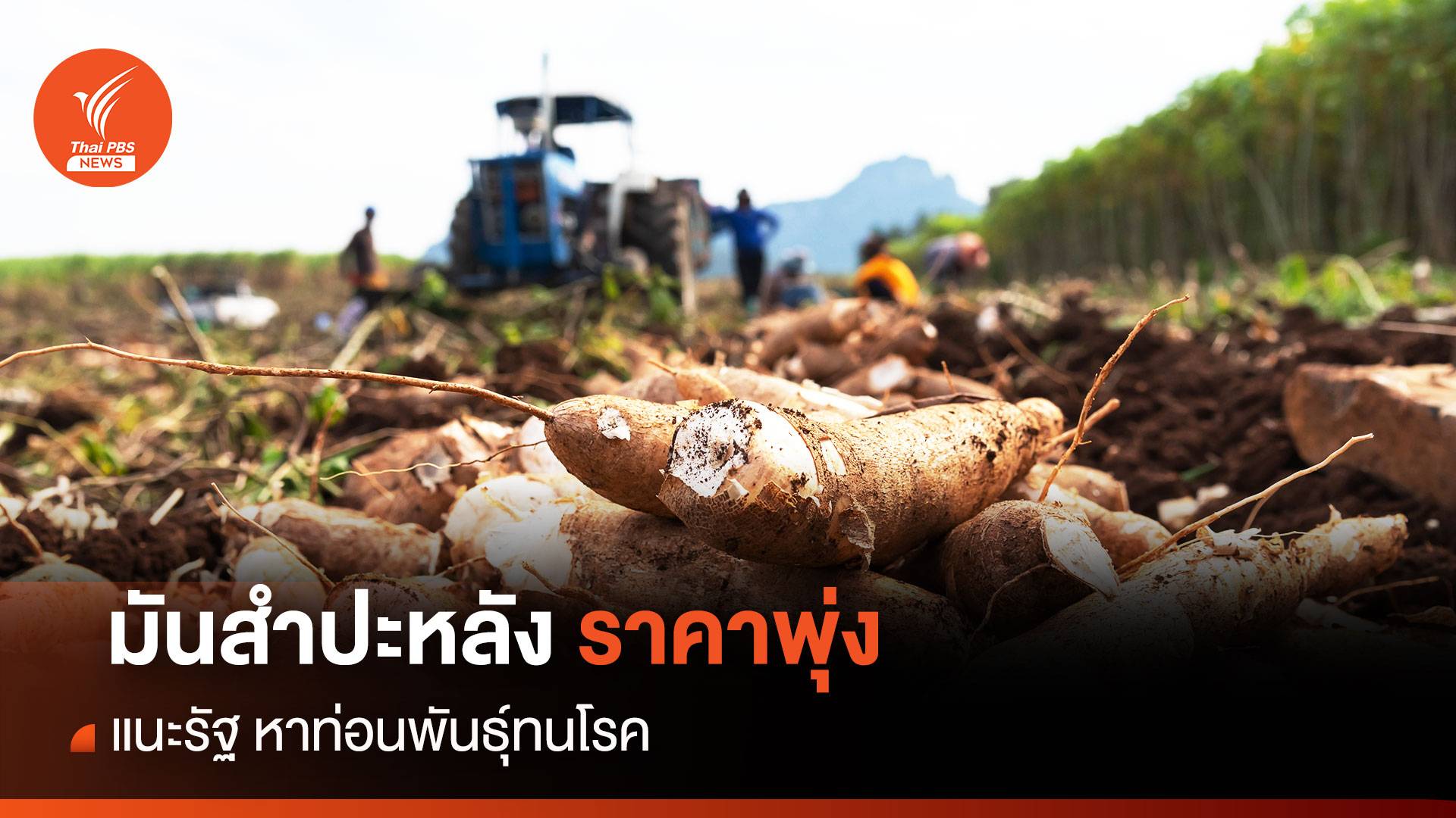 "มันสำปะหลัง" ราคาพุ่ง แนะรัฐหาท่อนพันธุ์ทนโรค