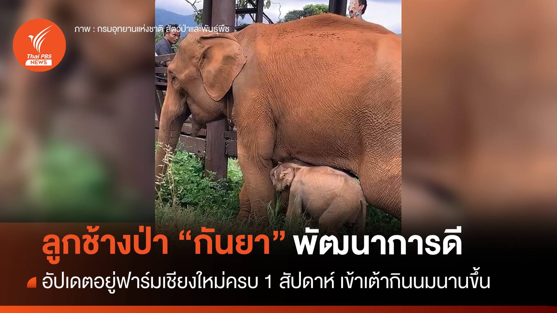 อัปเดต 1 สัปดาห์ "กันยา" อยู่ฟาร์มเชียงใหม่ แข็งแรง-กินนมแม่บ่อย