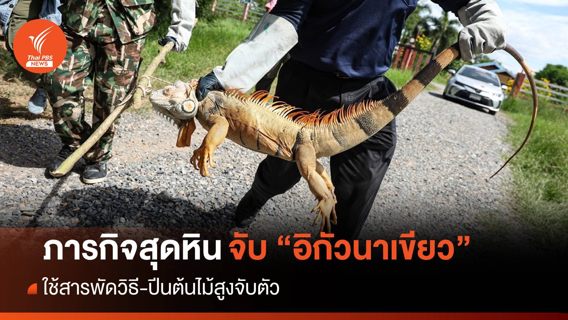 ภารกิจสุดหิน! สารพัดวิธีจับ “อิกัวนาเขียว” บุกเมืองละโว้