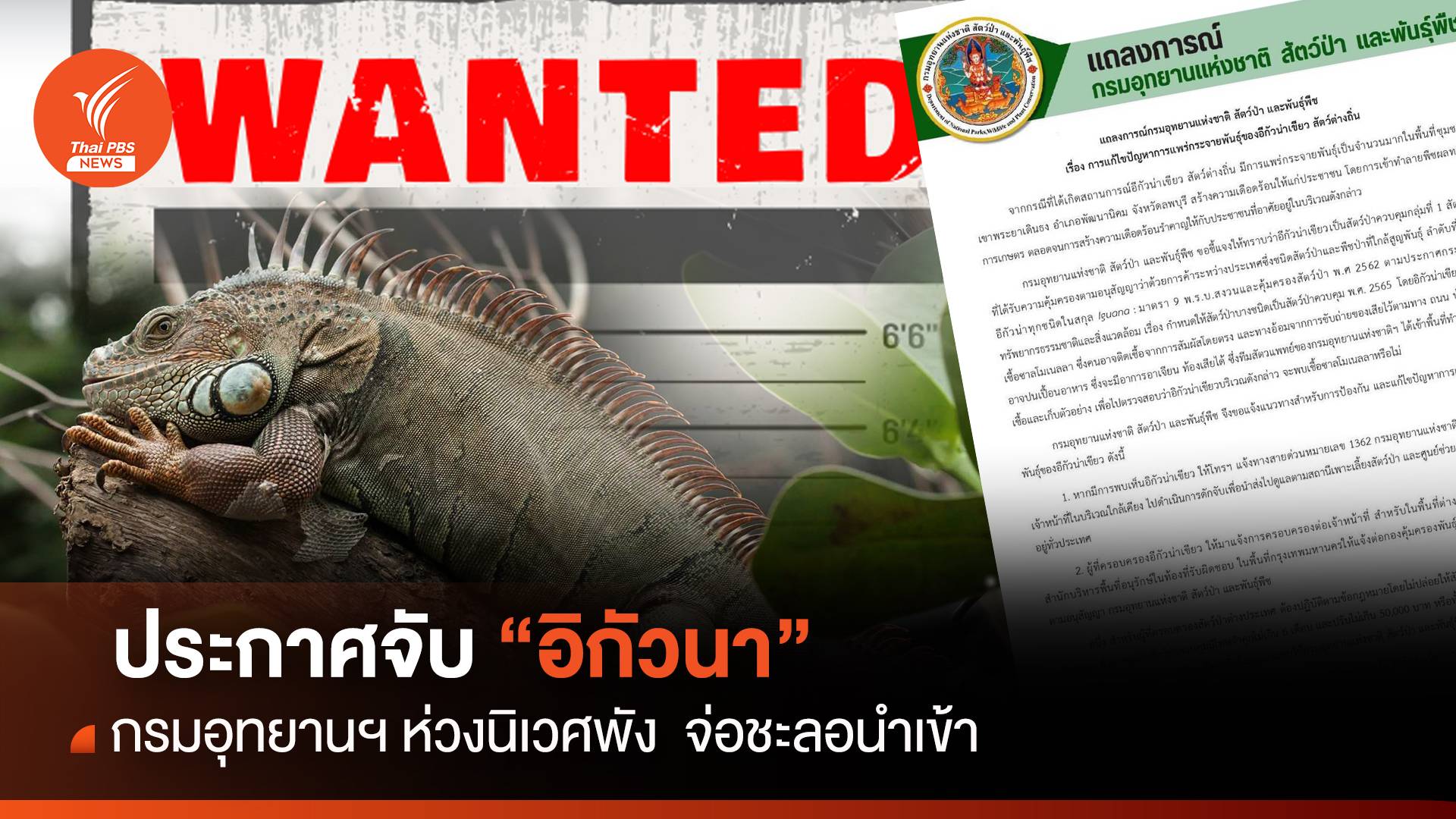 อุทยานฯ ประกาศจับ "อิกัวนา" ก่อนนิเวศพัง พบ 3 พิกัดประชากรพรึ่บ