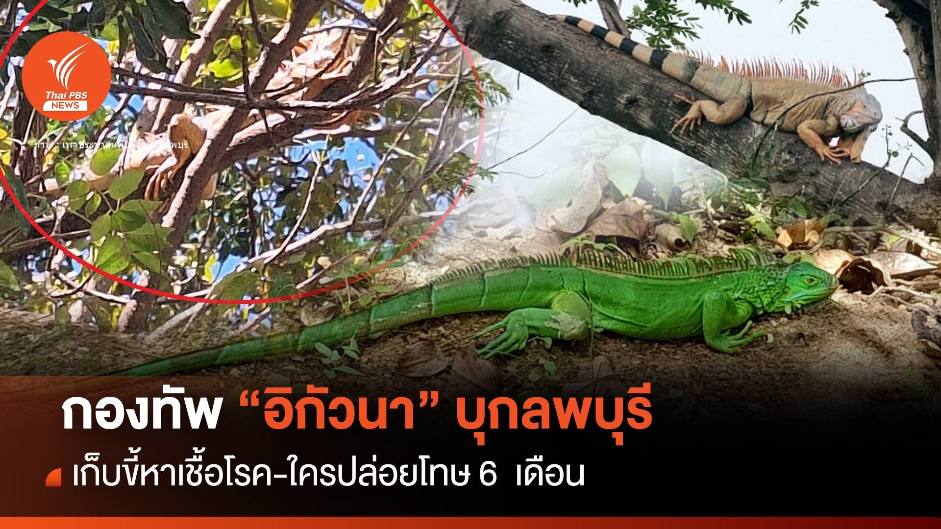 กองทัพ "อิกัวนา" บุกลพบุรี เก็บขี้หาเชื้อโรค-ใครปล่อยโทษ 6 เดือน