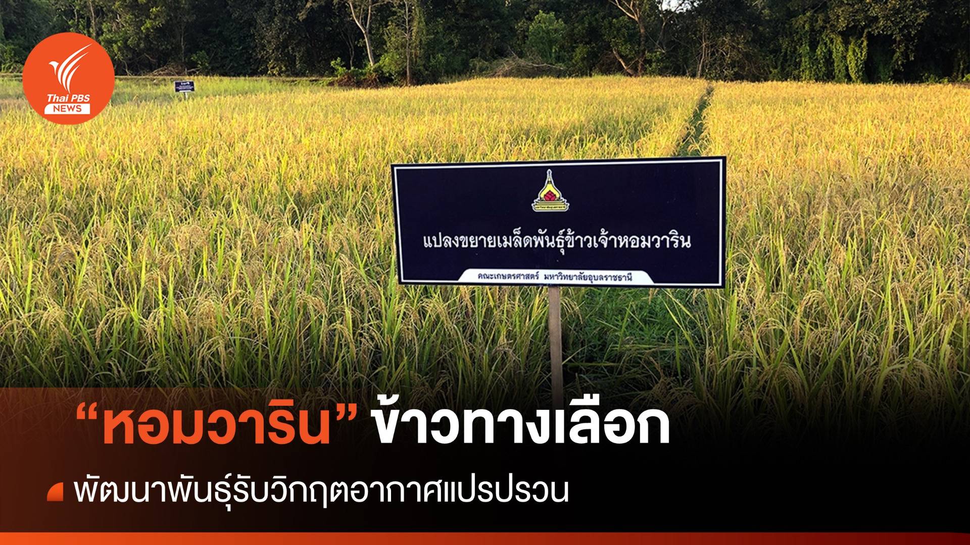 "หอมวาริน" พันธุ์ข้าวทางเลือกรองรับสภาพภูมิอากาศวิกฤต